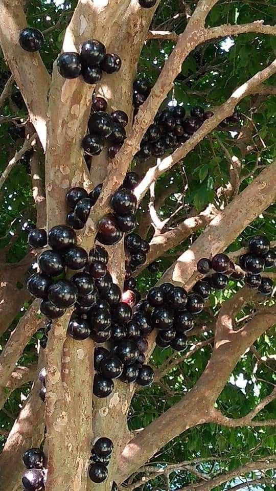 Greening Uganda - The jabuticaba fruit tree has a habit of... | Facebook