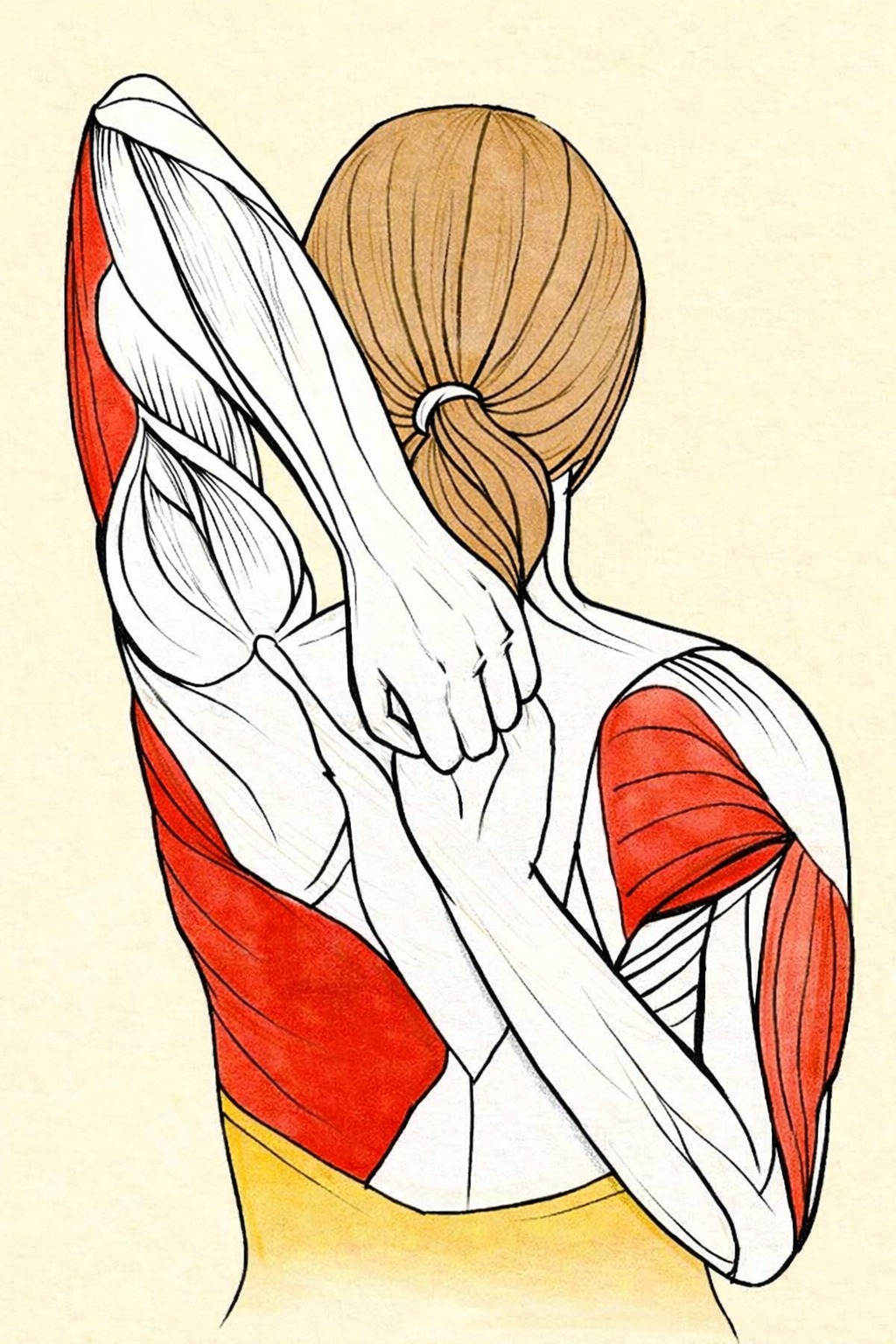Knowledge3dart - BIOMECHANICS OF THE OVERHEAD TRICEPS–SHOULDER STRETCH ...