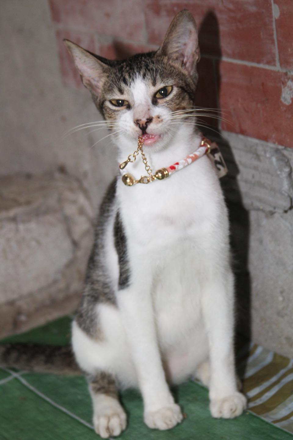 Red - Wait lang po sa sponsorship program ng mga cats, medyo madedelay ...