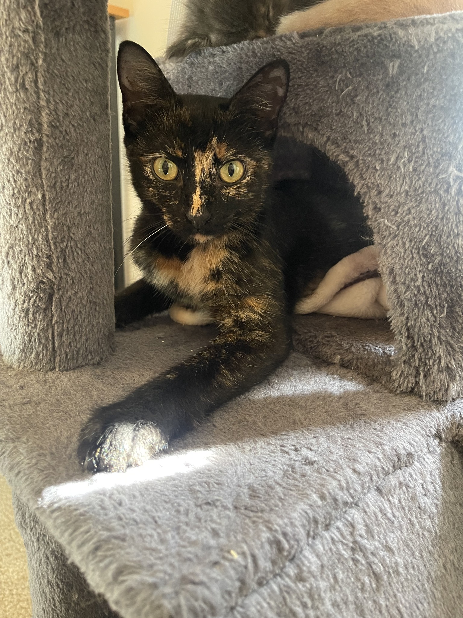 Fat Cat Rescue - Meet Scarlet and her babies! Scarlet is... | Facebook
