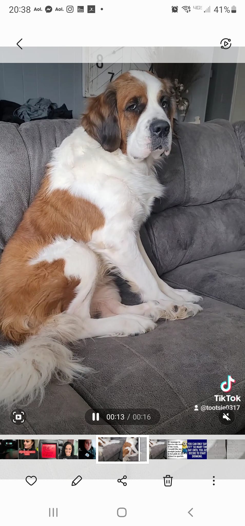 Saint Bernard loose in Swanzey, NH, near Route 10, after escaping