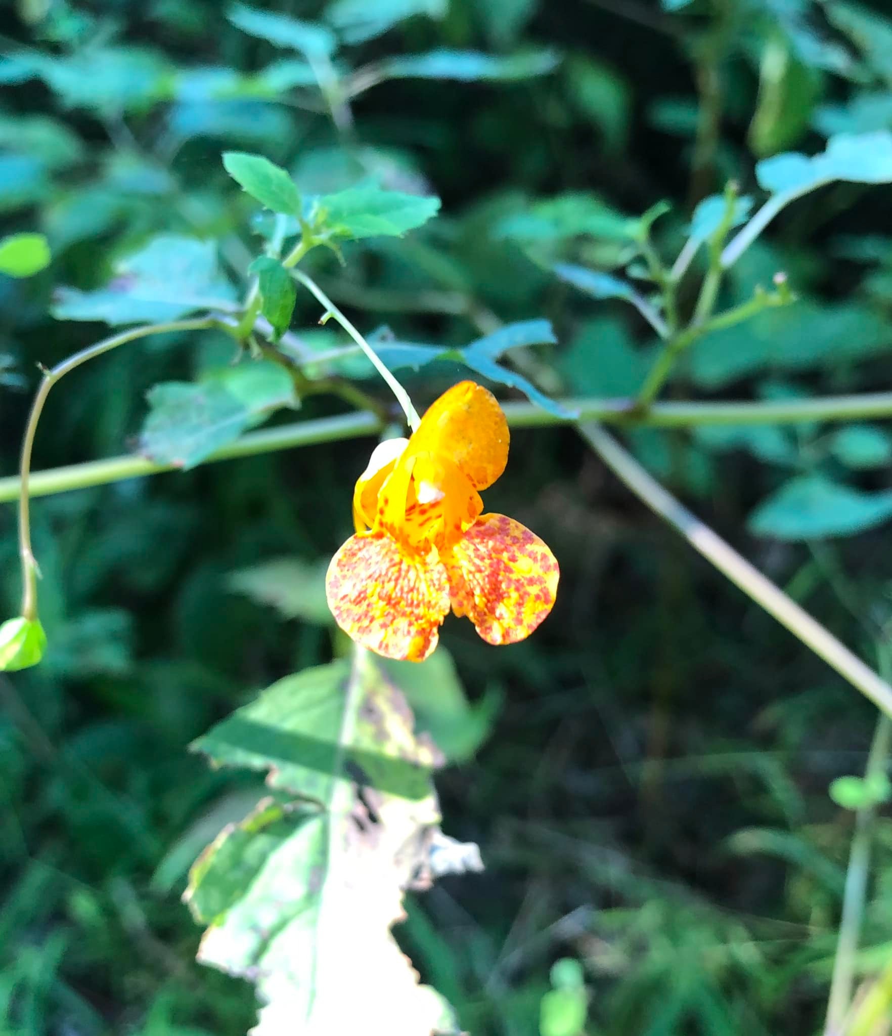 Wildflower identification and local seed sources in MA?