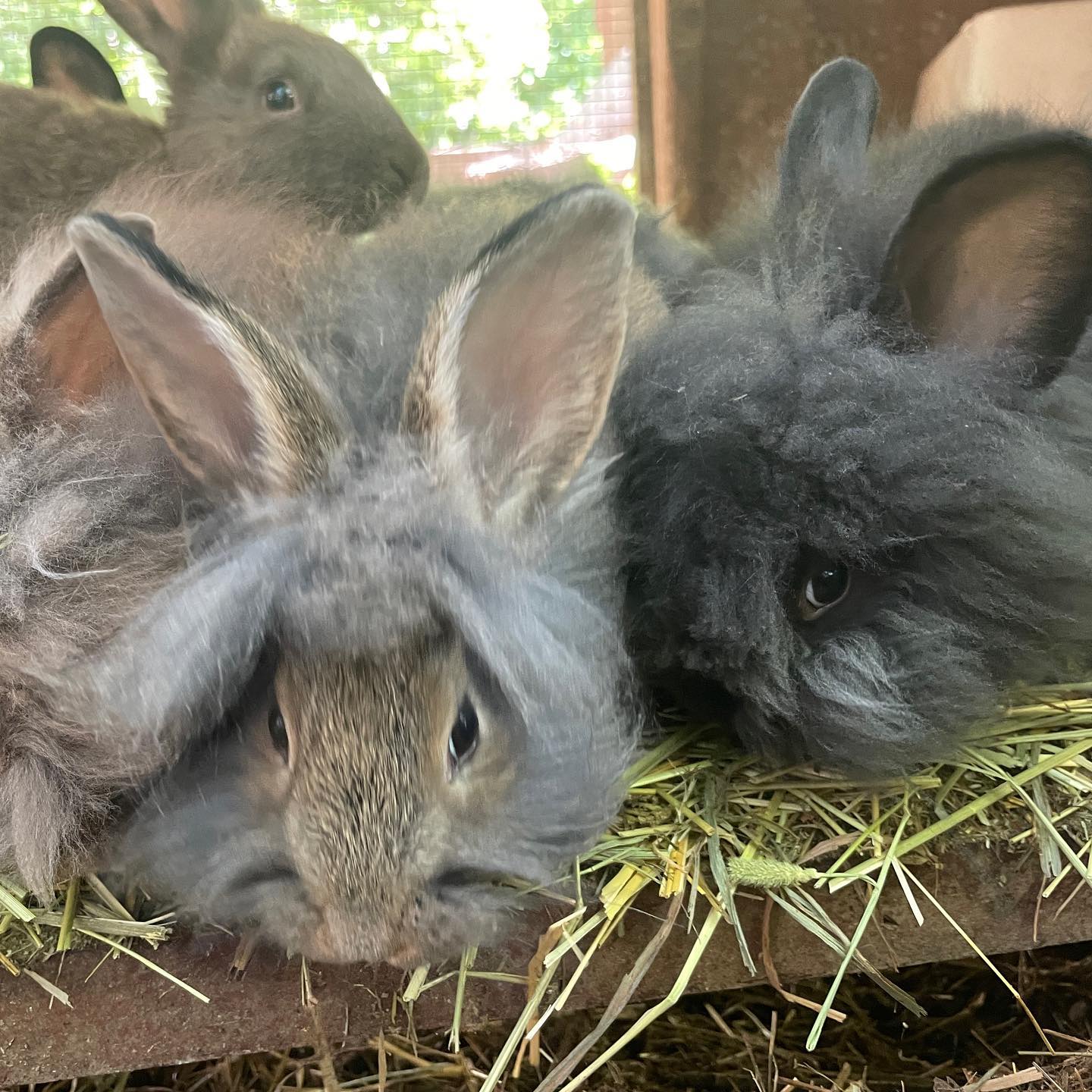 The Farside Bunny Ranch... - The Farside Bunny Ranch & Rescue
