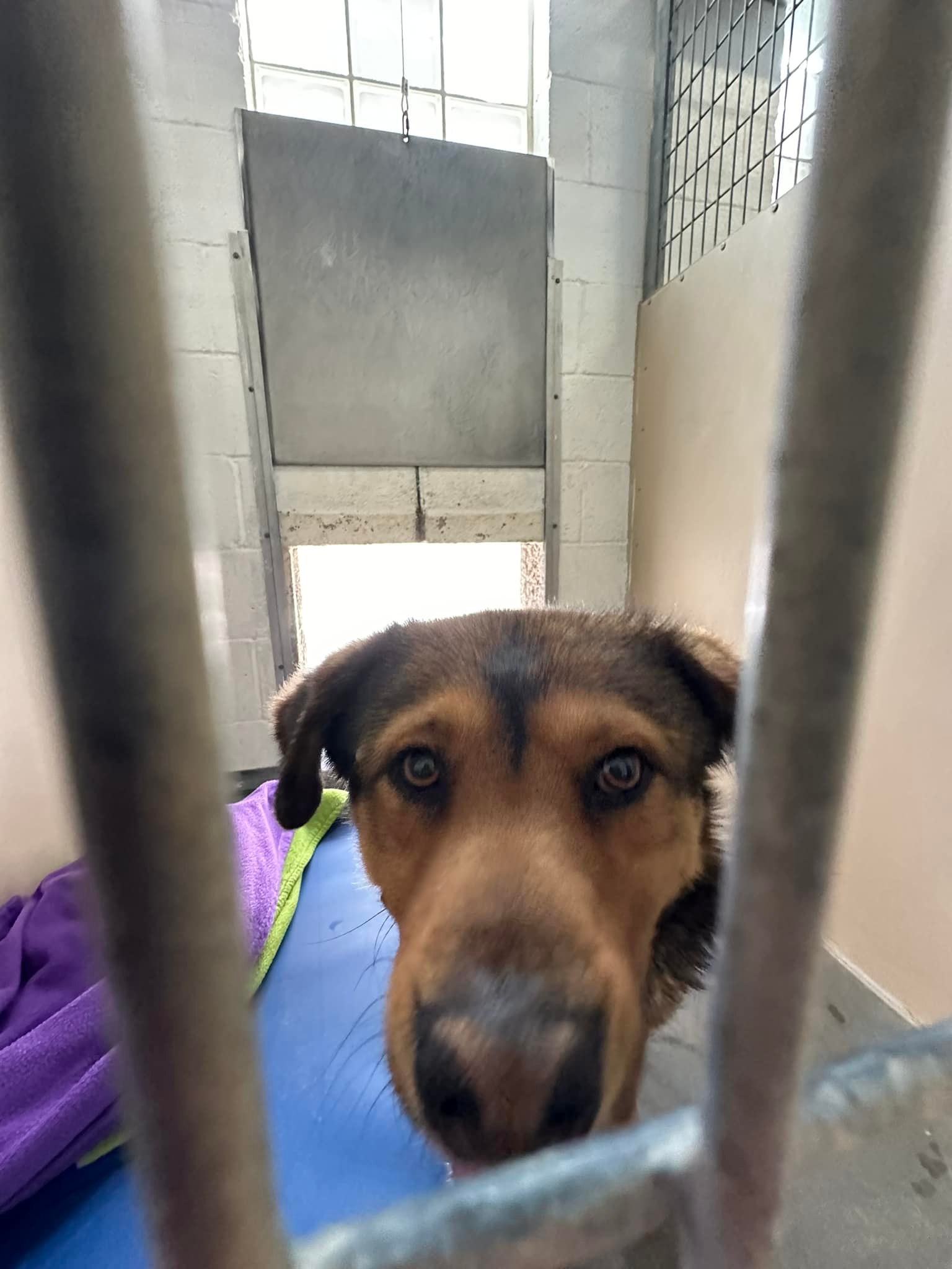 City - 25207- German Shepard mix, male. Not sure if unaltered but 