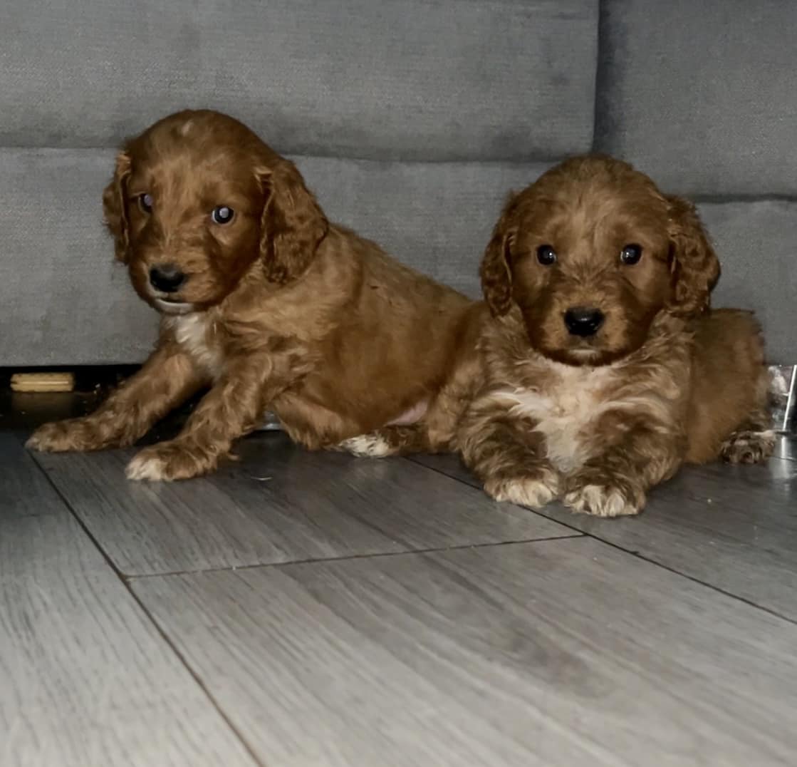 Cockapoo Owners | Facebook