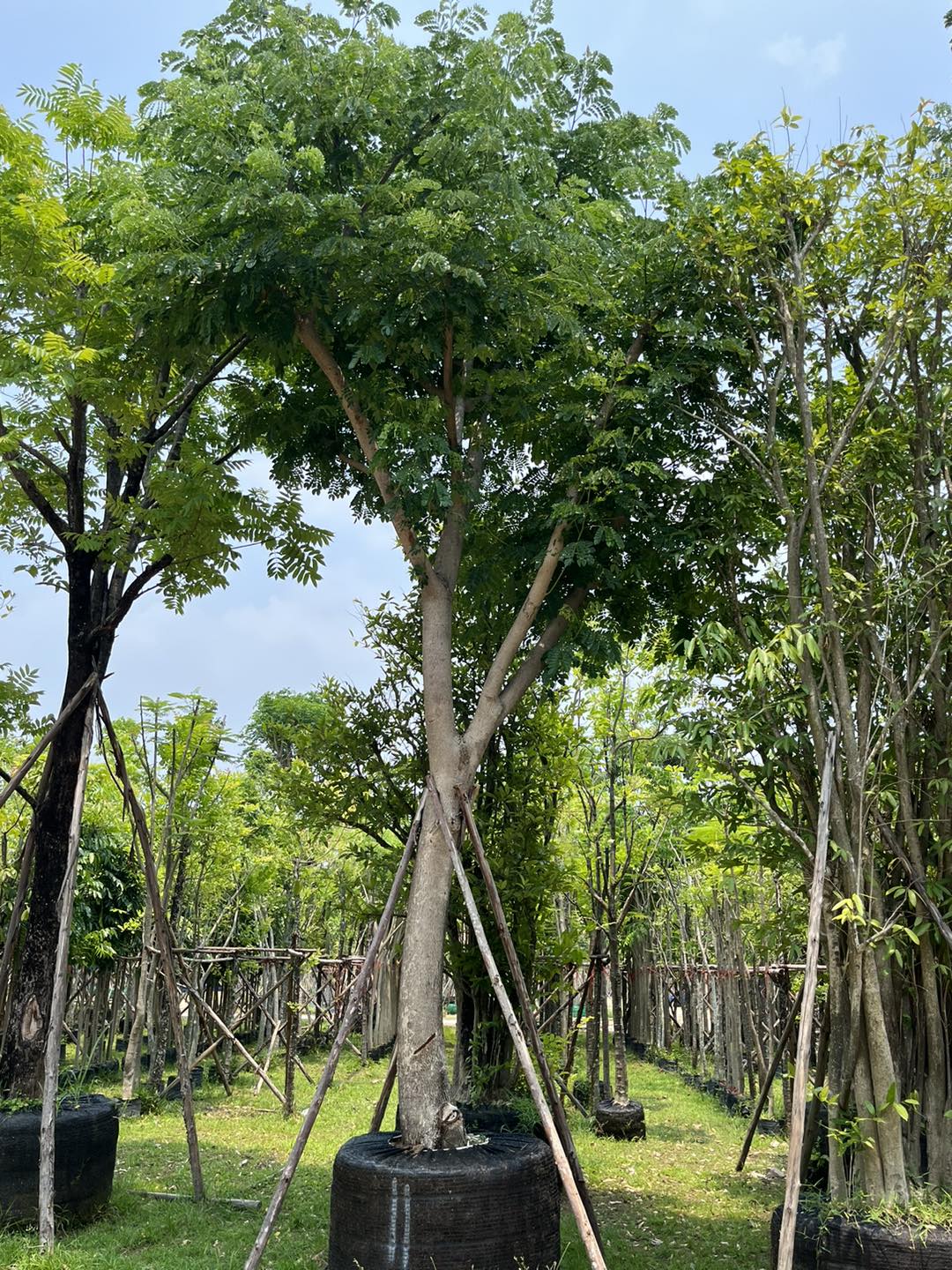 🌳ต้นจามจุรี สีทอง... - ขายต้นไม้681 ร้านประไพbyต้า 0924922799