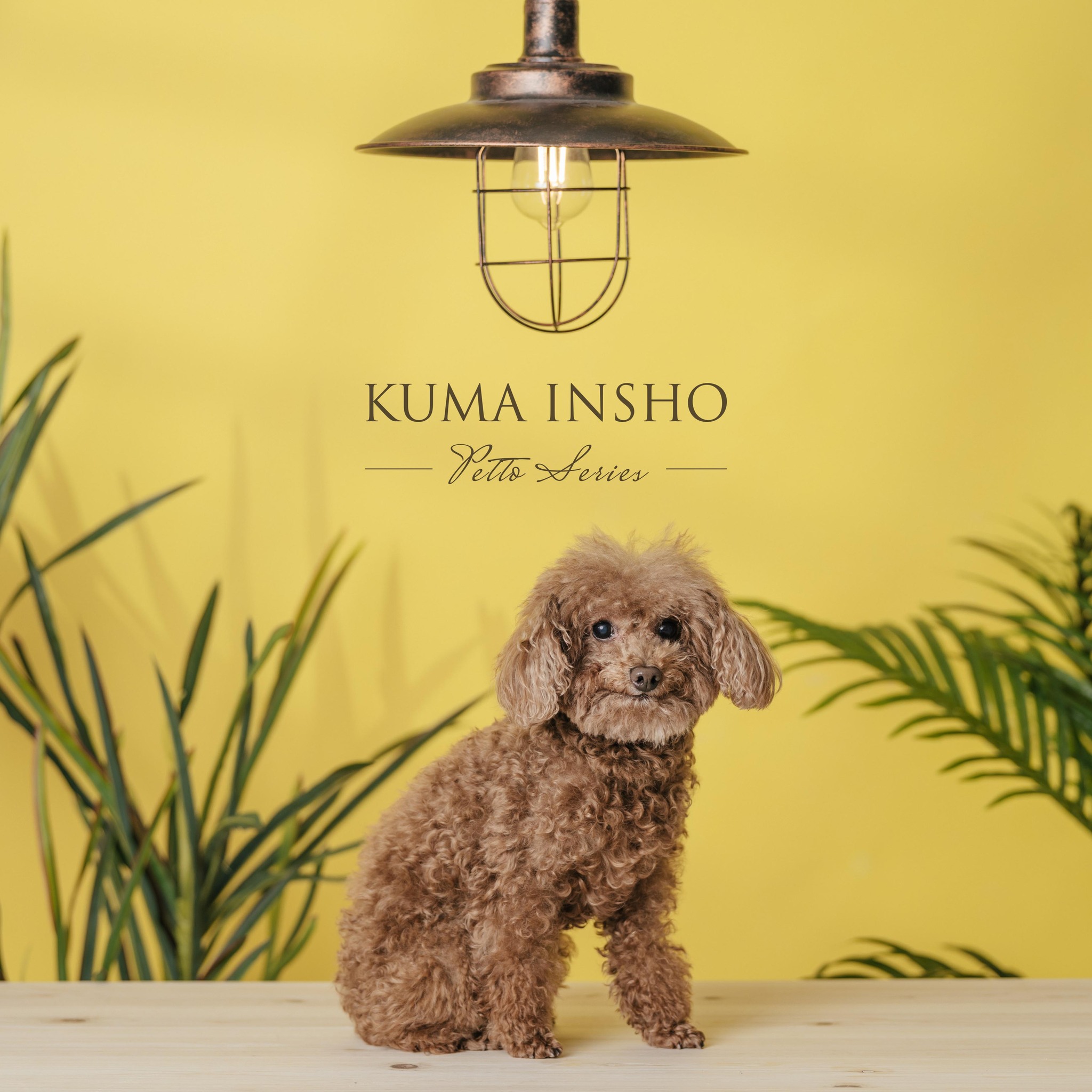 Kuma-Insho 澳門寵物攝影 - 查詢詳情可私訊或微信🔍: kuma-insho #澳門 #澳門攝影 #澳門影樓 #專業攝影 #專業工作 ...