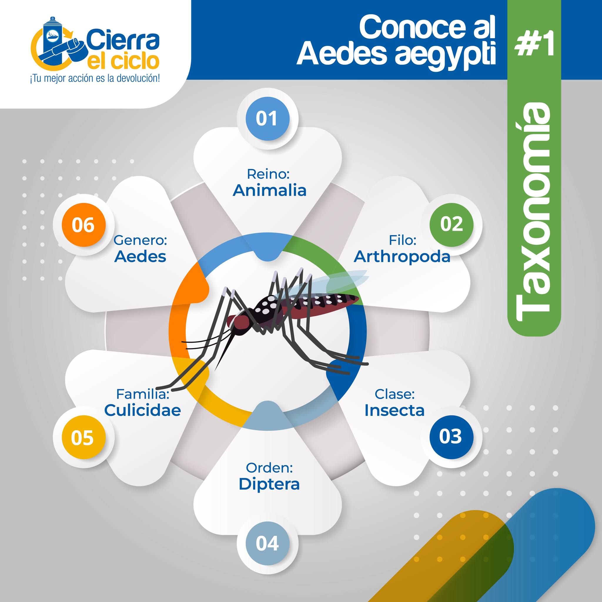 Cierra - El Aedes aegypti es un mosquito que transmite enfermedades ...