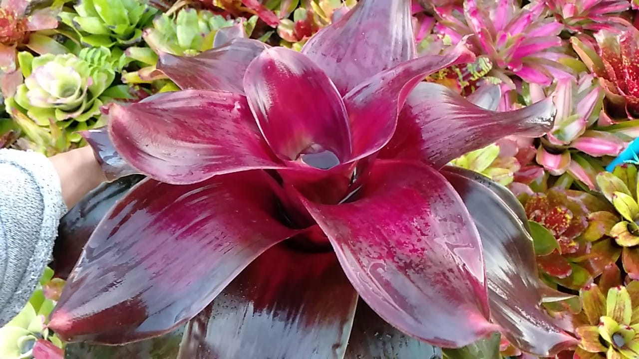 Neo. Medusa Spineless x .. 😉🥰 All New Spineless Hybrid