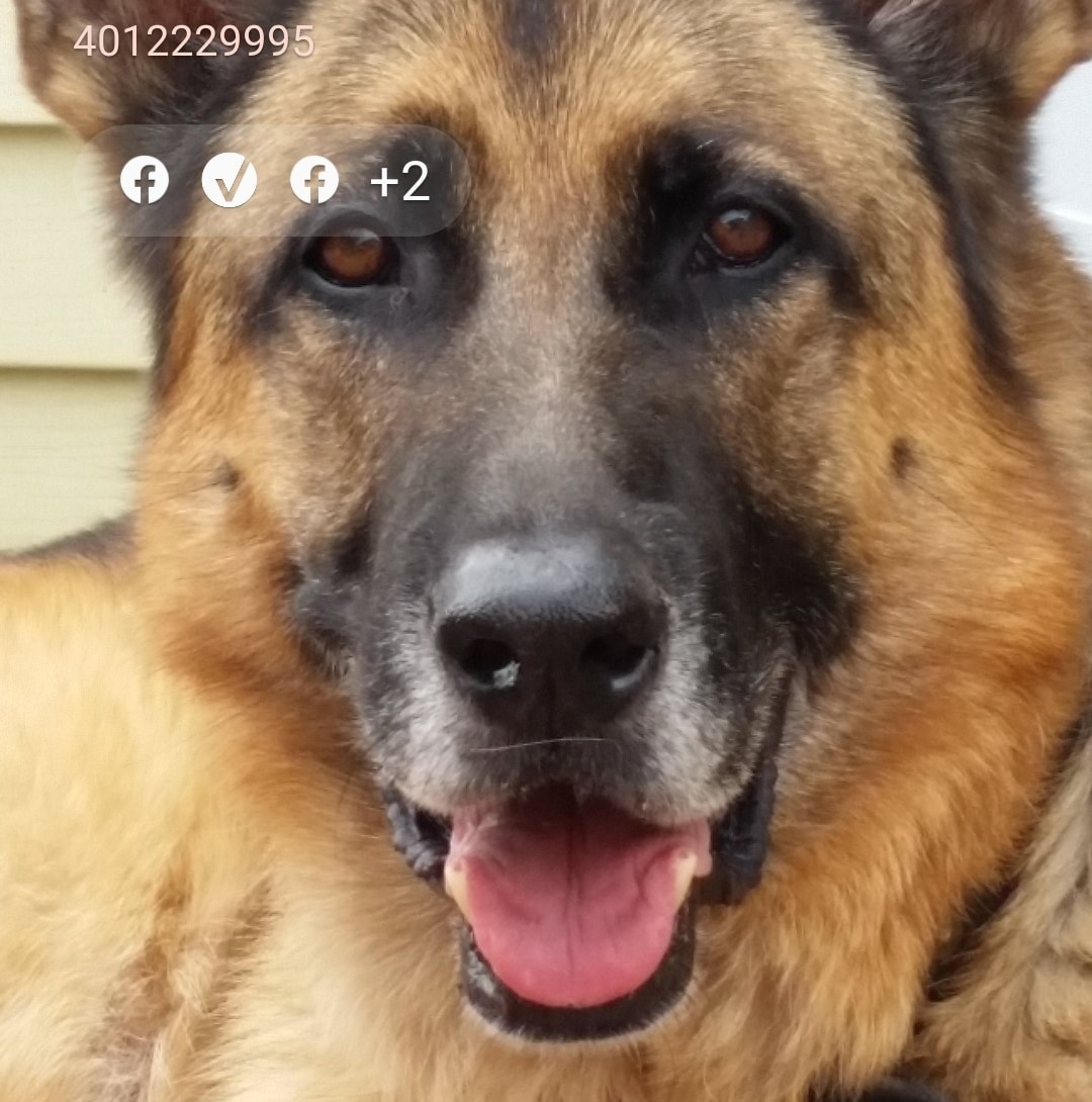 Jack The Dog