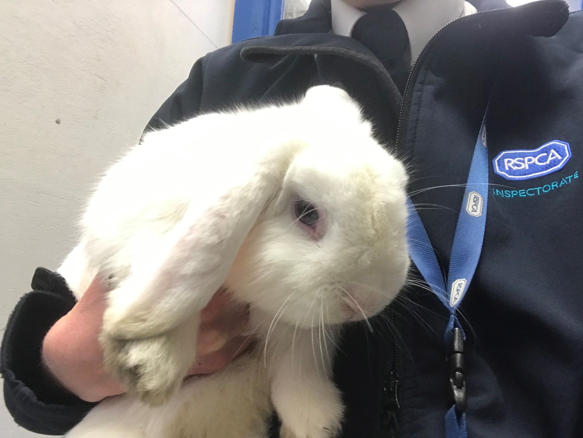 Reading Rabbit Rescue