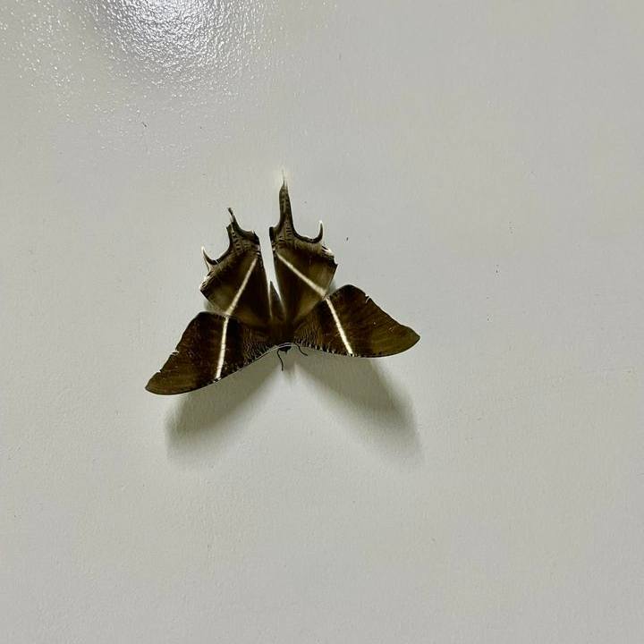 The UP - Looks like a butterfly 🦋 but this is actually a moth. This is ...