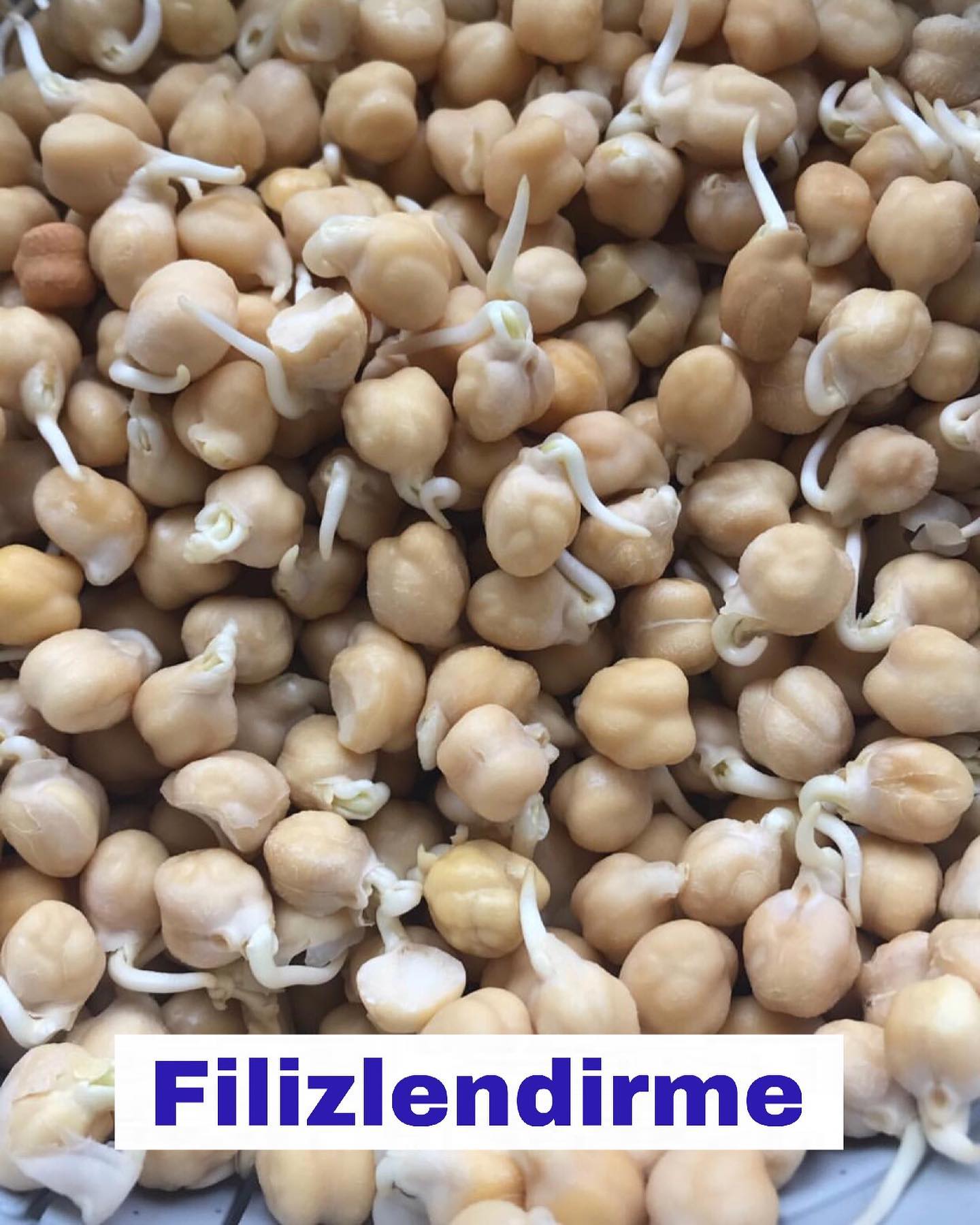 Elif Kaya ile Sağlıklı Yaşam - Filizlendirme (çimlendirme) yöntemi ...