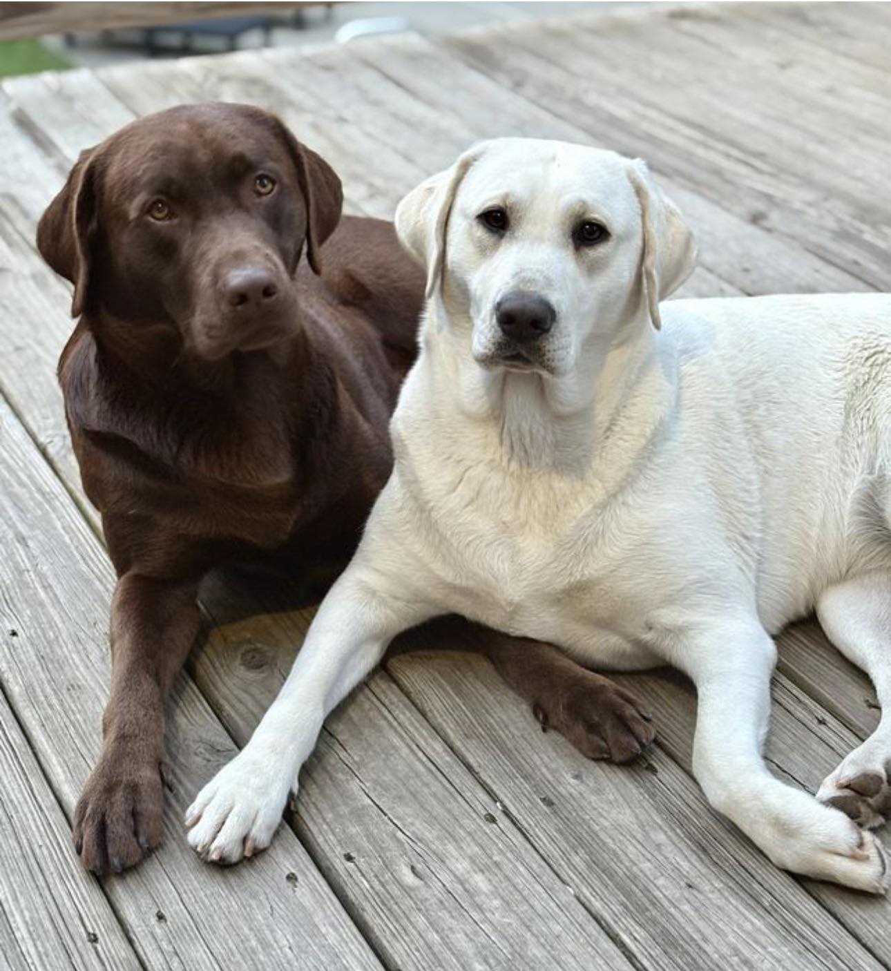 Adorable Labradors of WNC... - Adorable Labradors of WNC