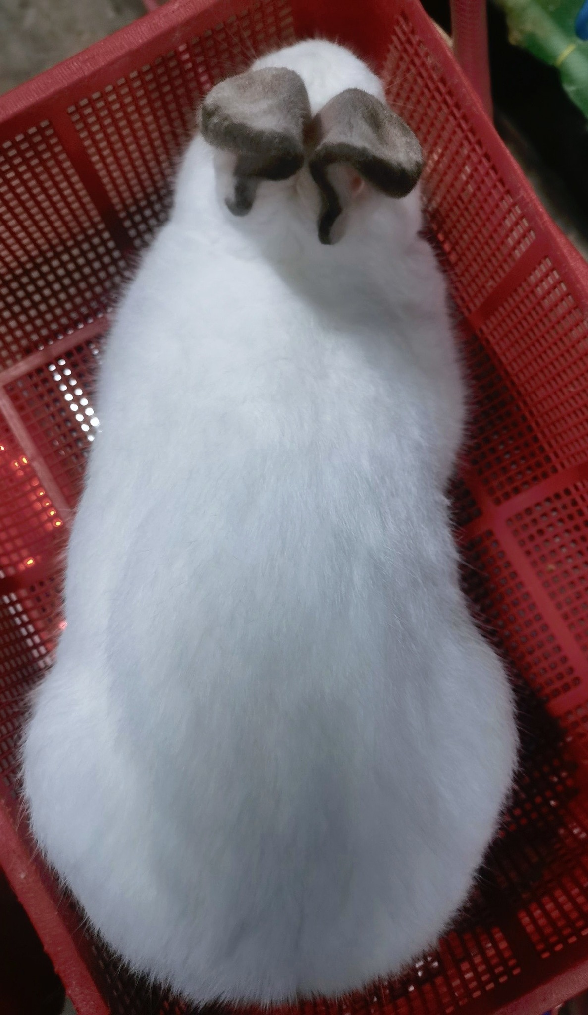 Rabbit - The Californian rabbit, a breed of domestic rabbit, originated ...