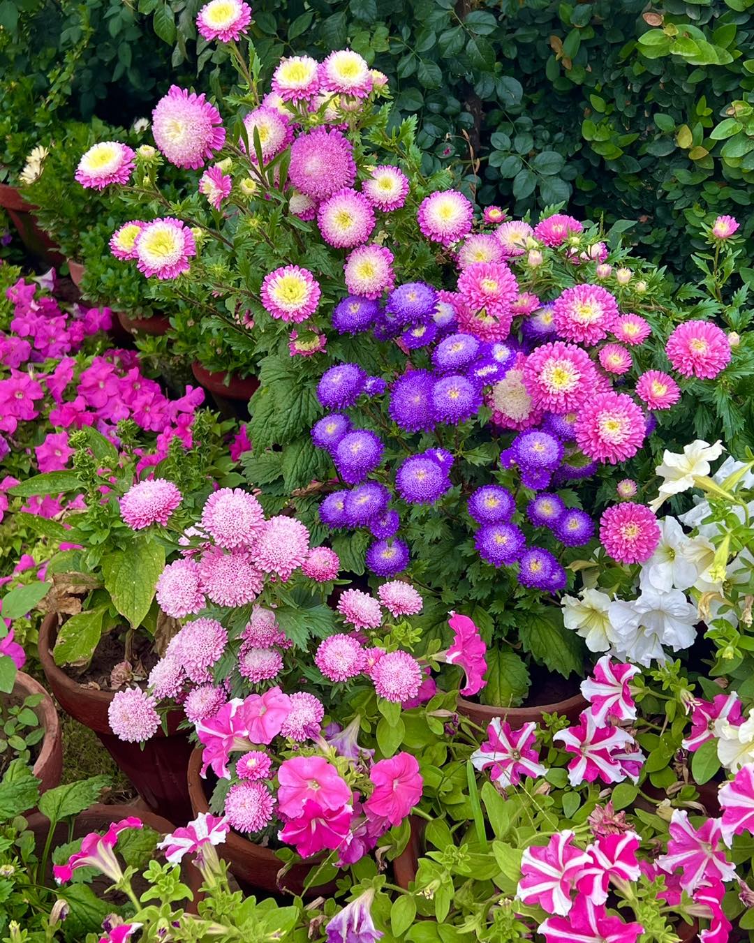 Spring - 💜🩷 ** #ASTER with #PETUNIA ** 🩷💜 #spring2023 #spring #gardens ...