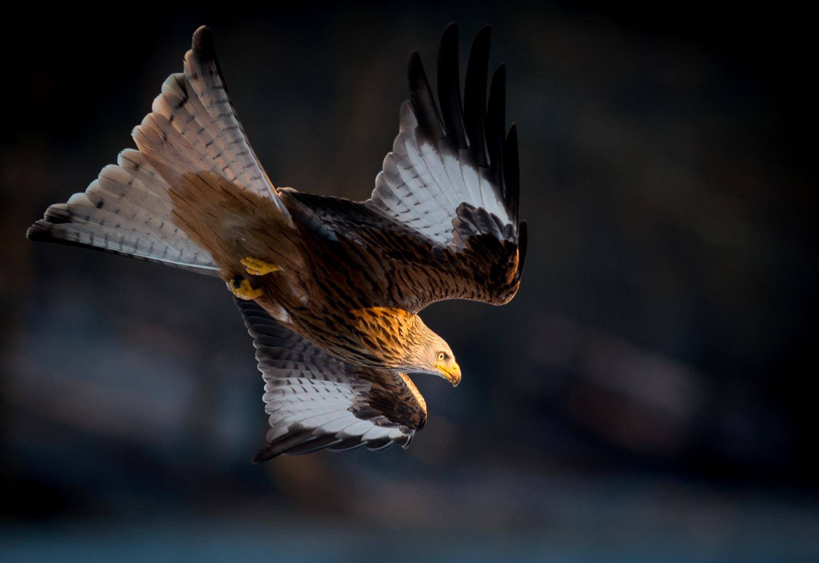 Dansk Ornitologisk Forening / BirdLife Danmark - Behøver vi sige mere ...