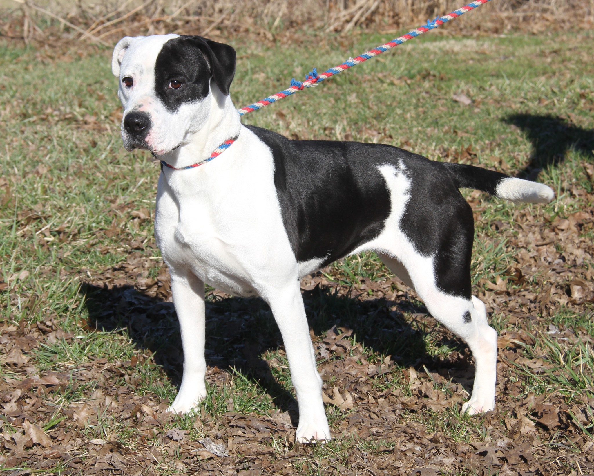 Humane - **SPAYED (BONDED PAIR w/DUKE)** ... Lucy is a beautiful 2-year ...