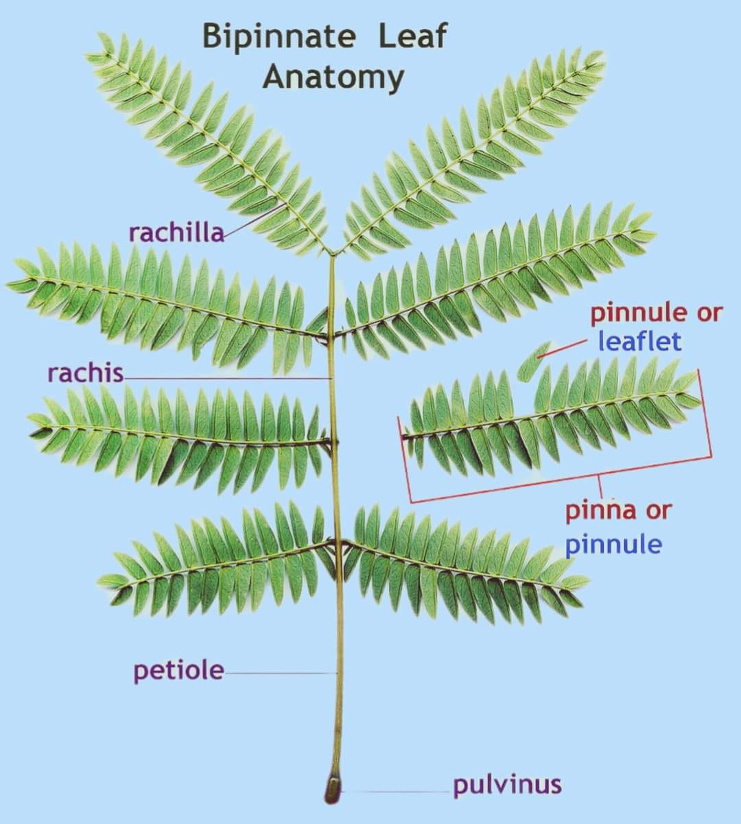 Plants - Bipinnate leaf 🌿 Anatomy | Facebook