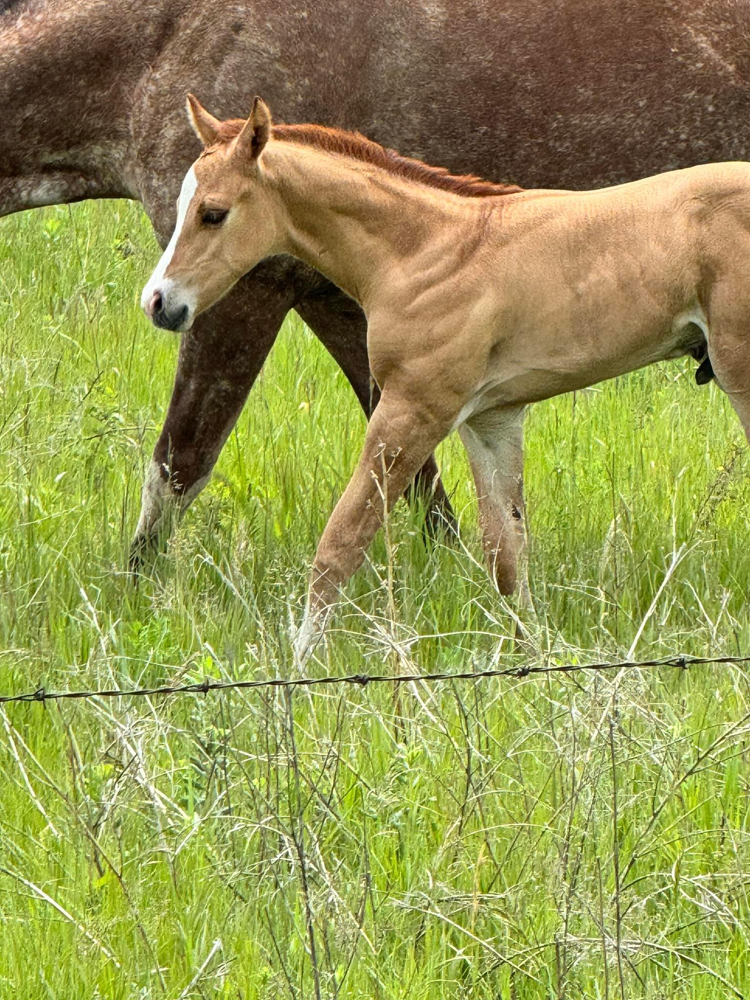 Qu'Appelle Appaloosa Ranch | Qu'Appelle SK
