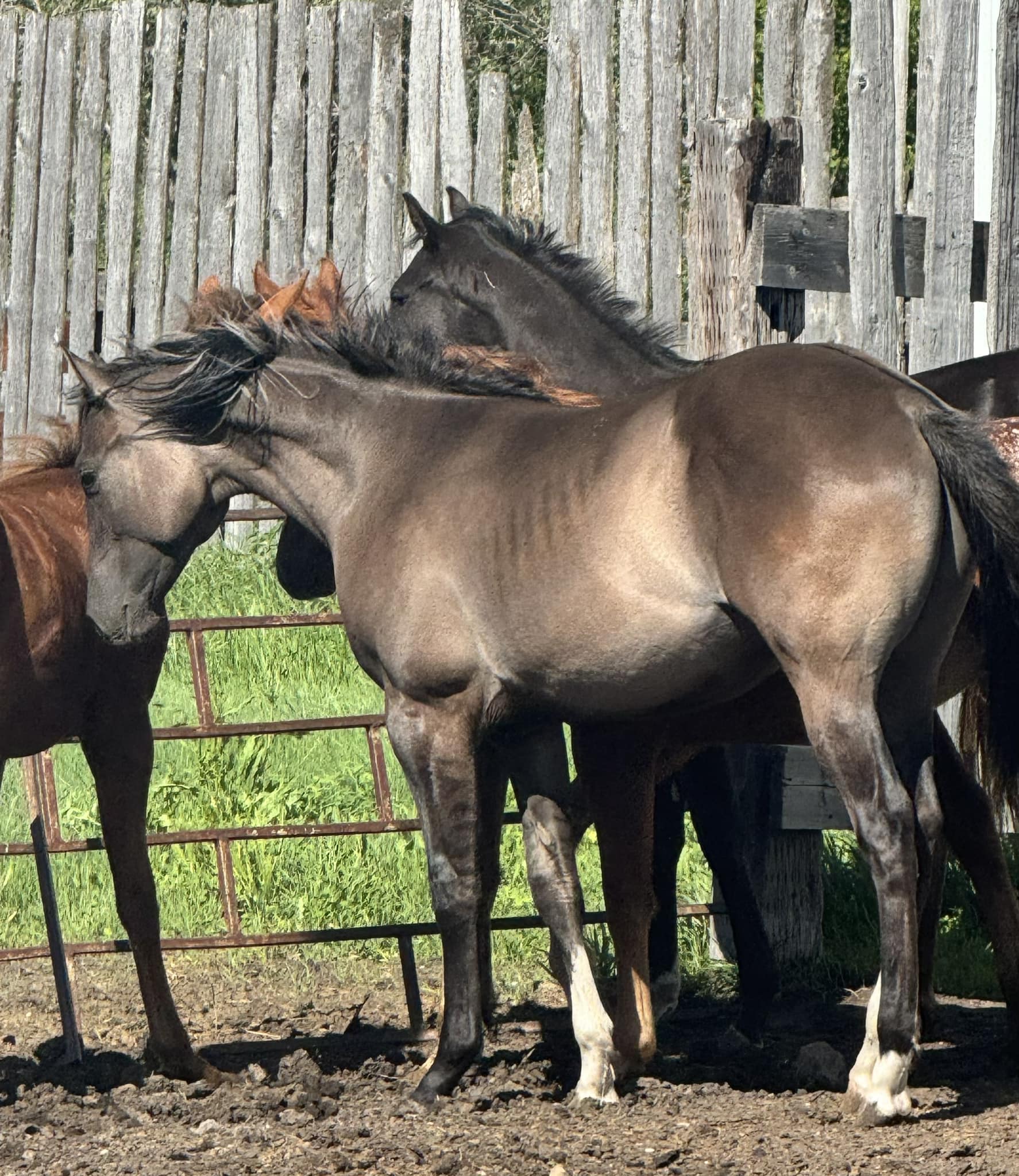 Qu'Appelle Appaloosa Ranch | Qu'Appelle SK
