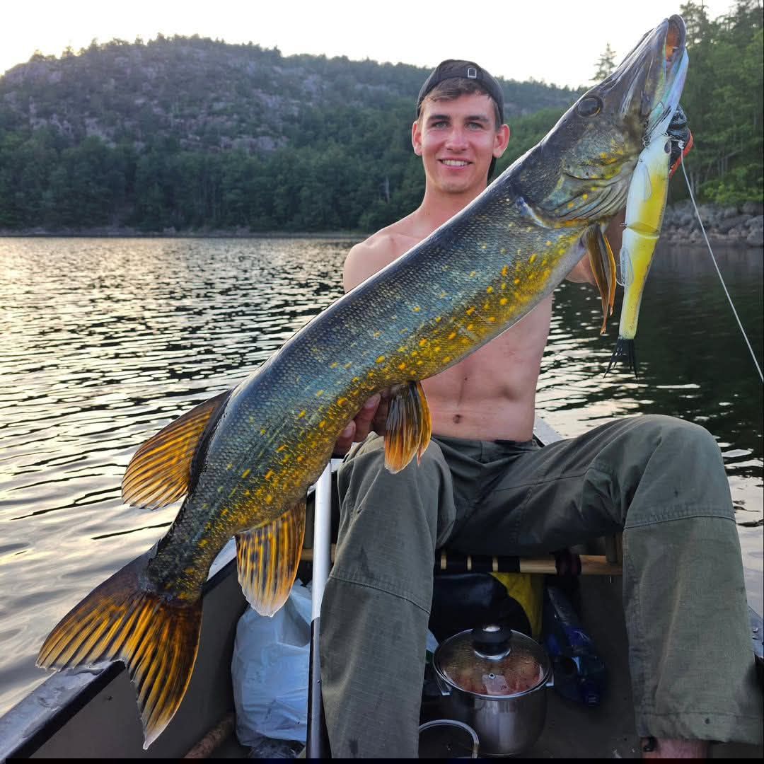 React - Gold spotted black pike in shallow water🐊 #fishing #fish # ...