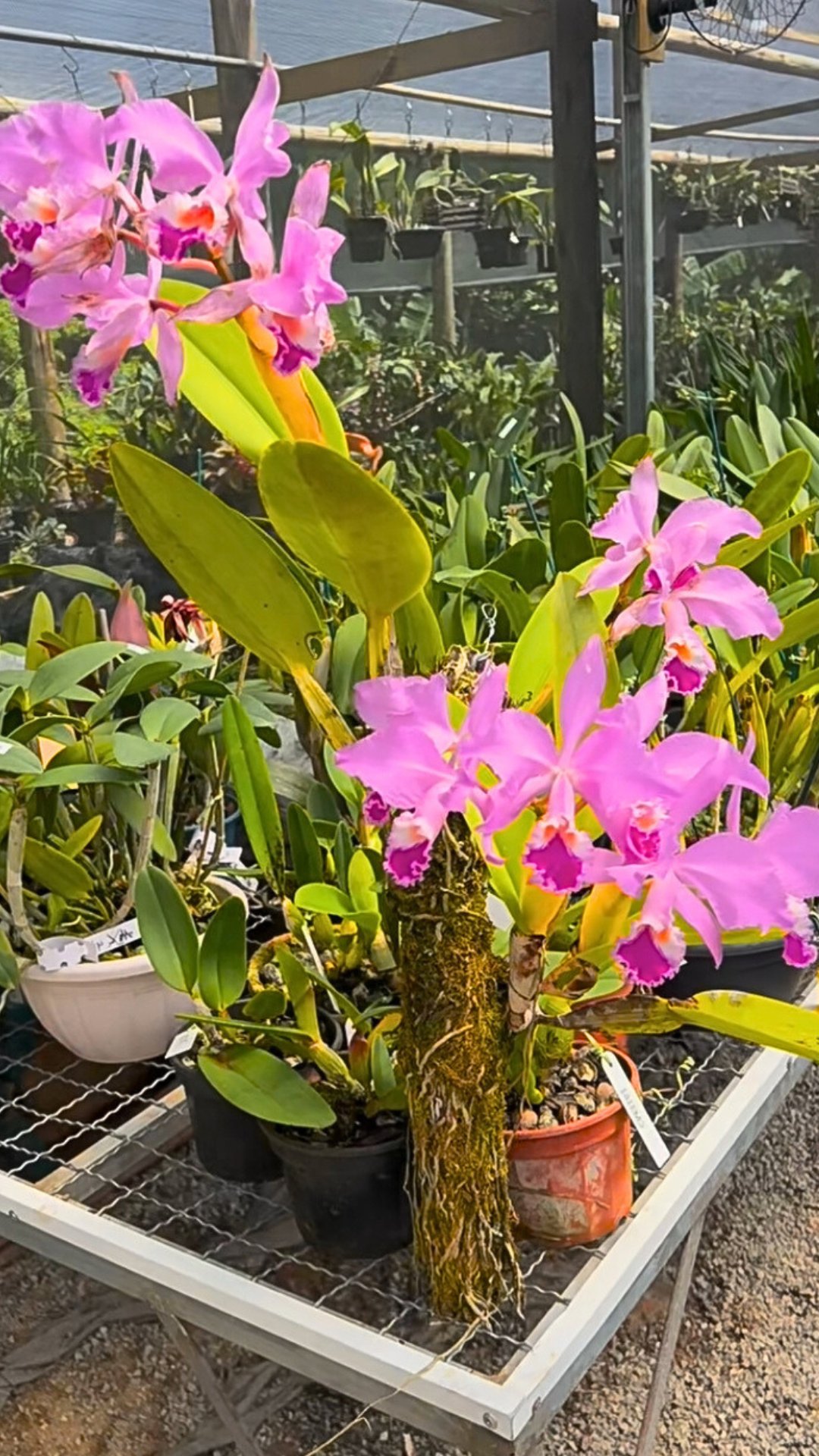 Cattleya Dupreana (C. warscewiczii x C. warneri)