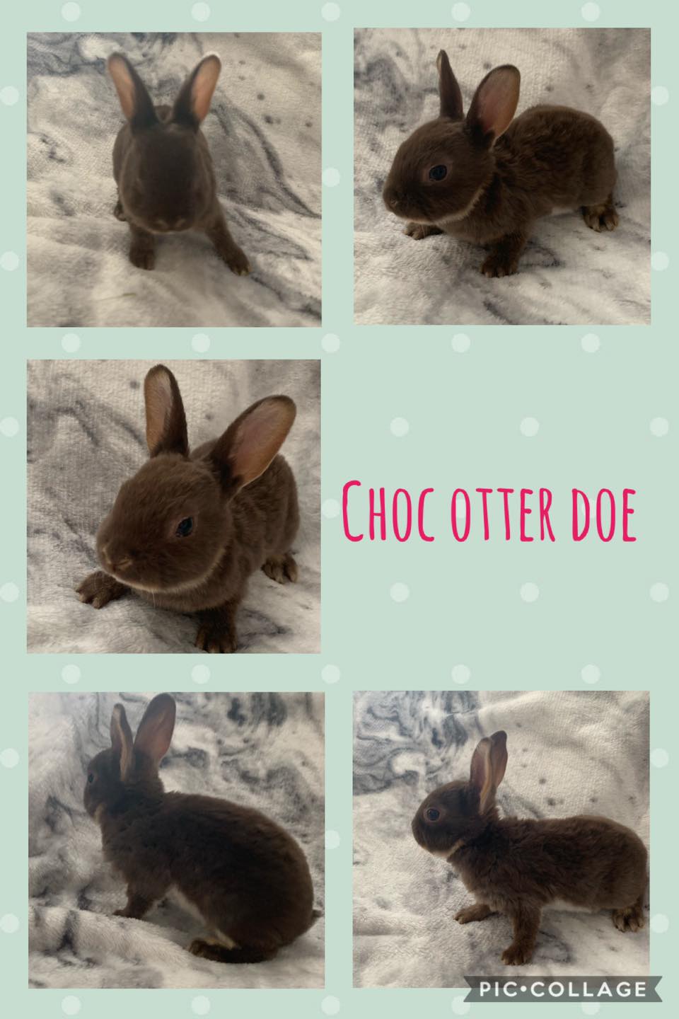 The chocolate box... - Baby Cottontail Bunnies - Tamworth
