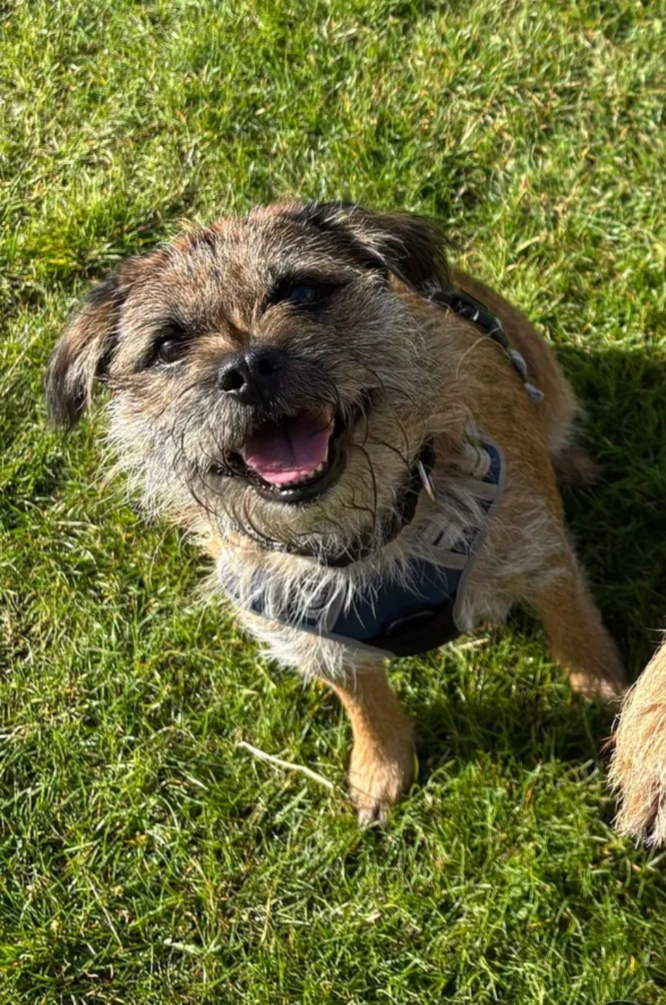 An update on Roderick Rod... - Berwick Animal Rescue Kennels | Facebook