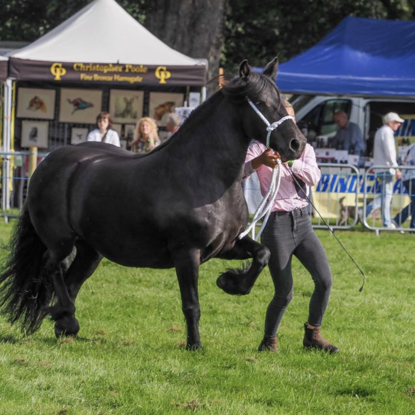 Westwick Dales Ponies added a new... - Westwick Dales Ponies