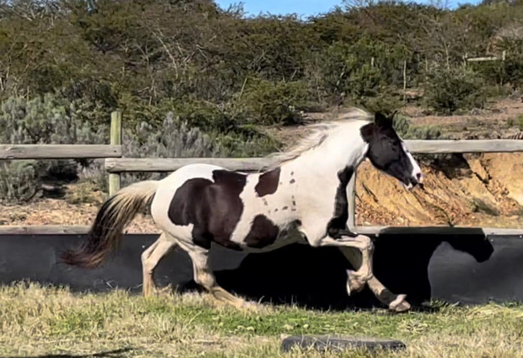 Baroque Pinto... - Baroque Pinto Horses in South Africa