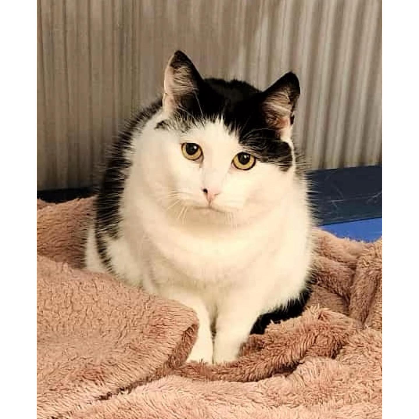 ~*FOSTER VIEW TO ADOPT*~ 📞🌻 MEET... - Perth Rescue Angels | Facebook