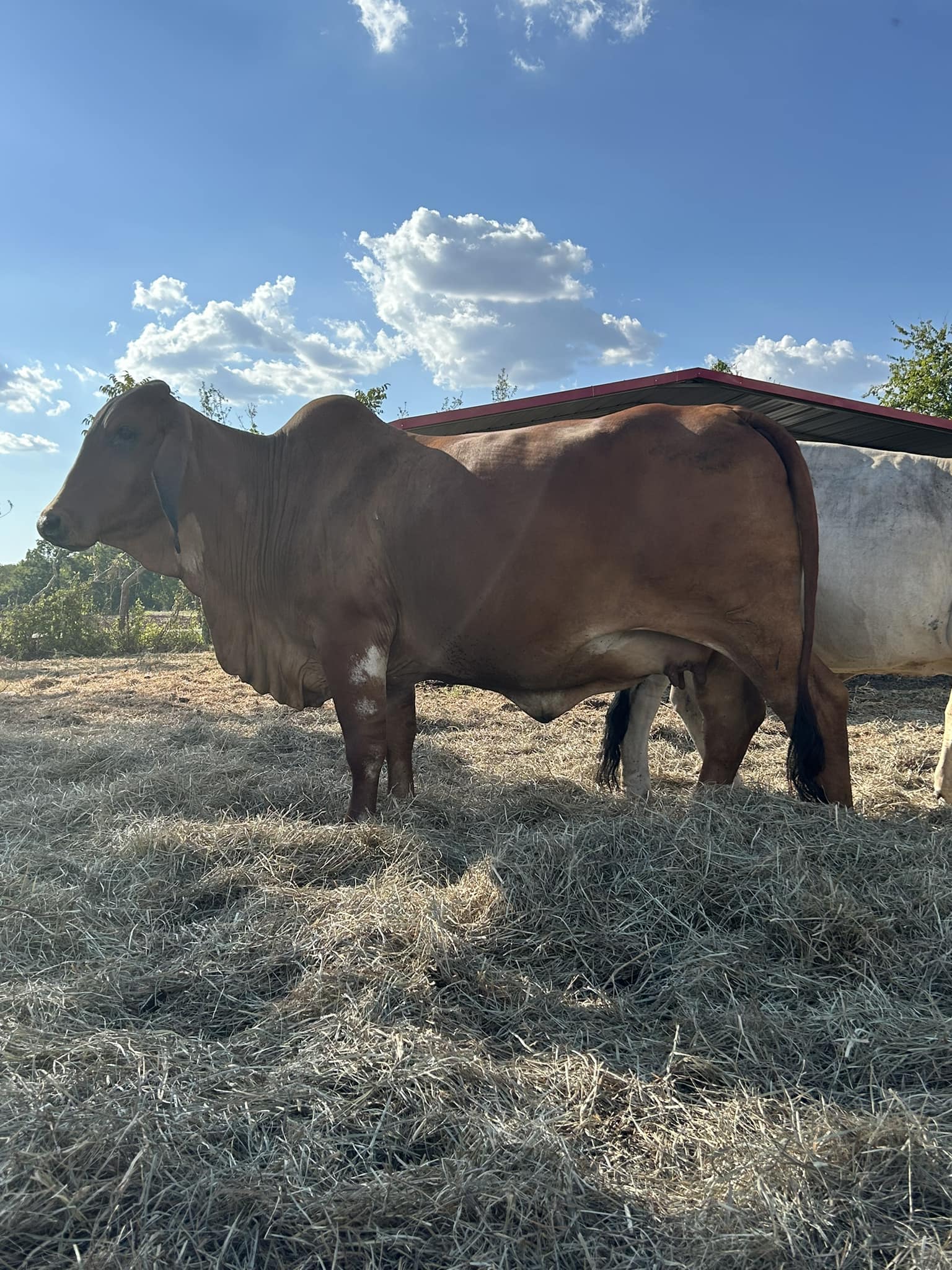 Bar F Ranch Inc. | Hungerford TX
