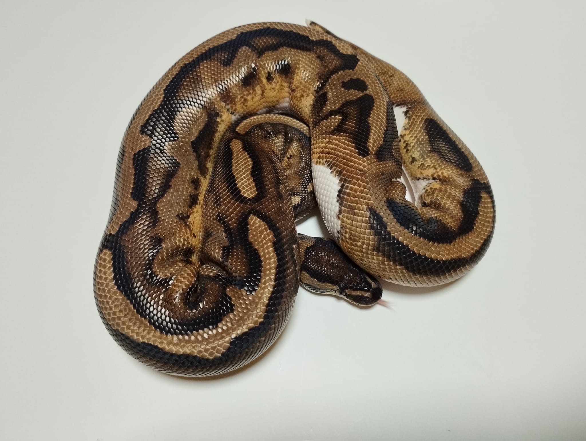 HM Ball Pythons-Királypiton