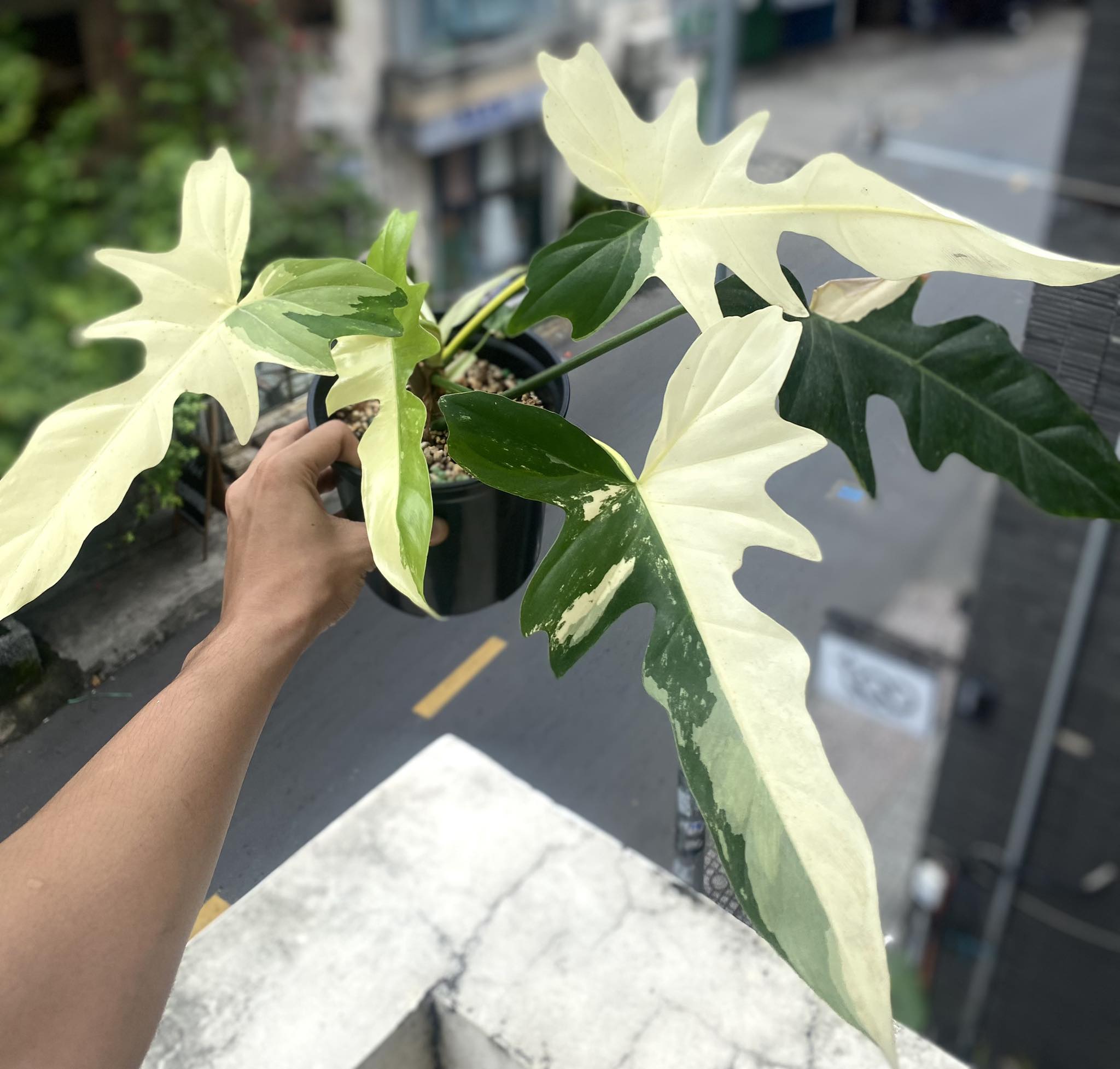 Sàn Thương Mại Kiểng Lá - Vietnam Plants Transaction | RỒNG VAR 1 lá mẹ ...
