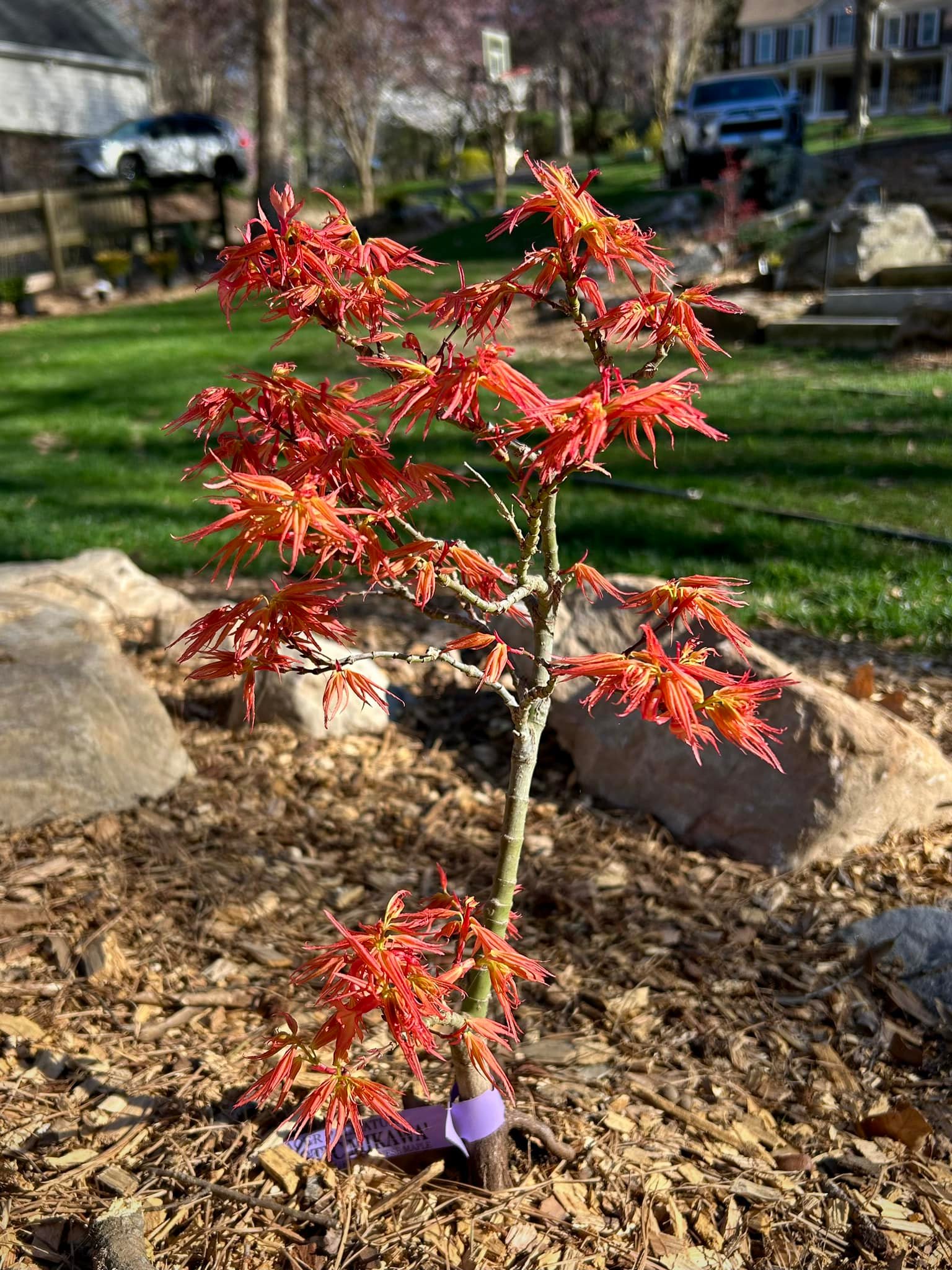 Acer palmatum 'Mystic Mikawa' having a red year
