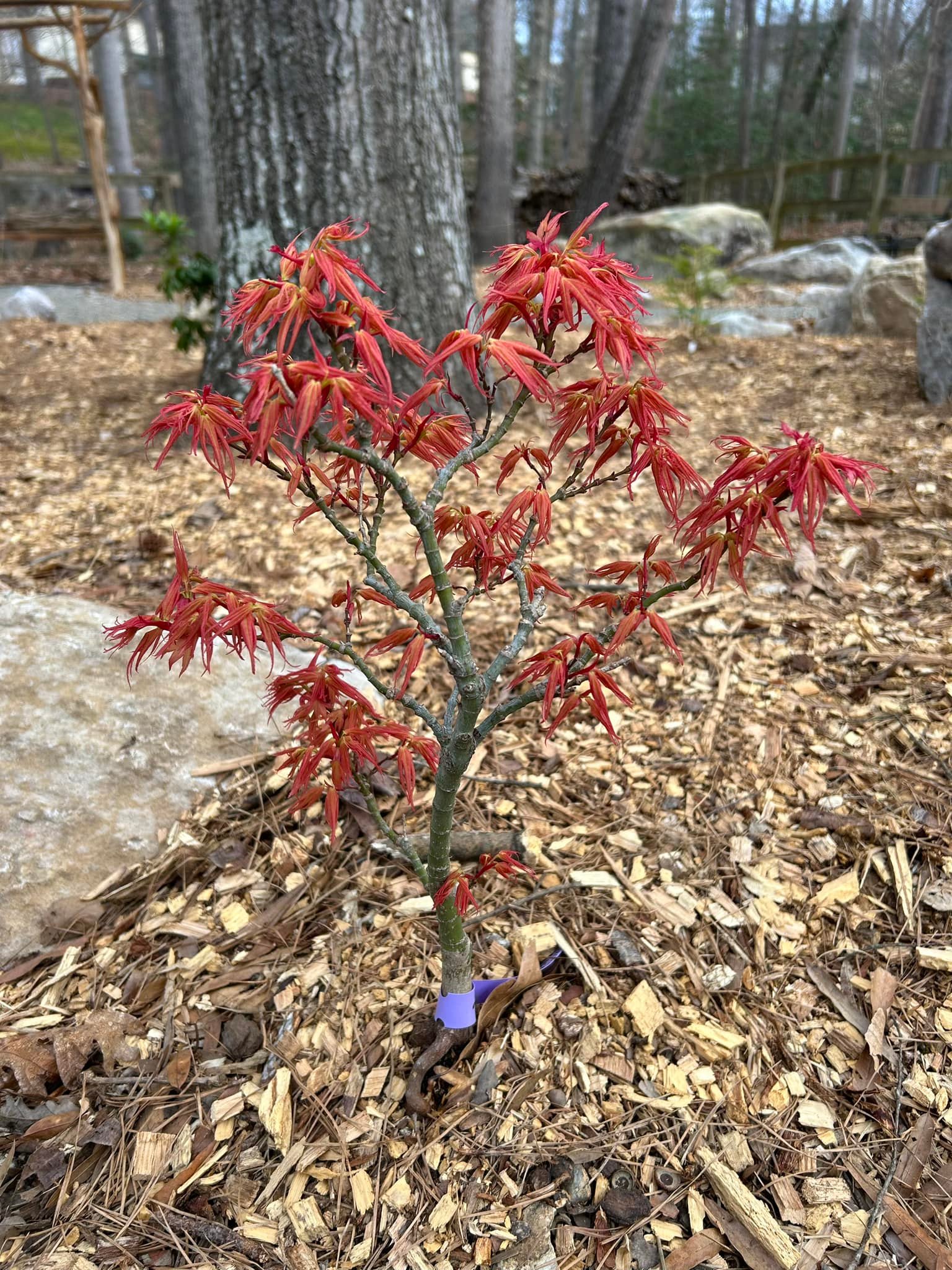 Acer palmatum 'Mystic Mikawa' having a red year