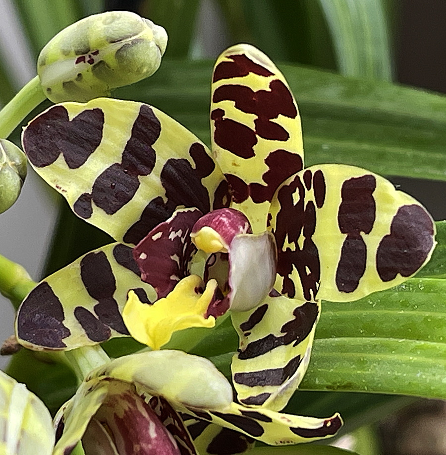 Ansellia africana blooms after several years