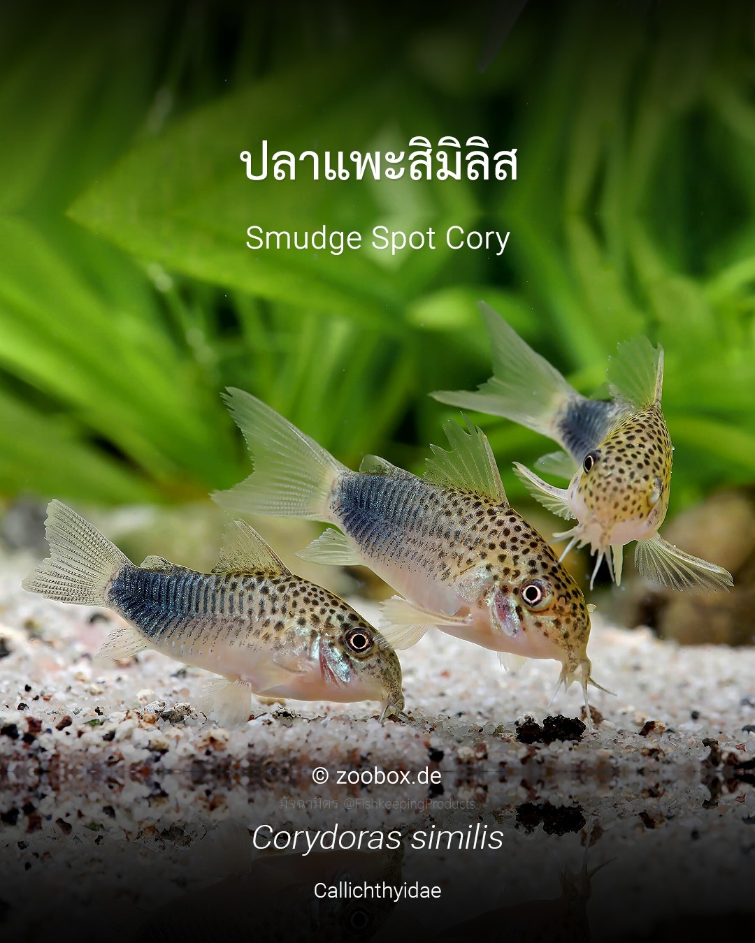มัจฉามิตร - ปลาแพะสิมิลิส ชื่อวิทยาศาสตร์ Corydoras... | Facebook