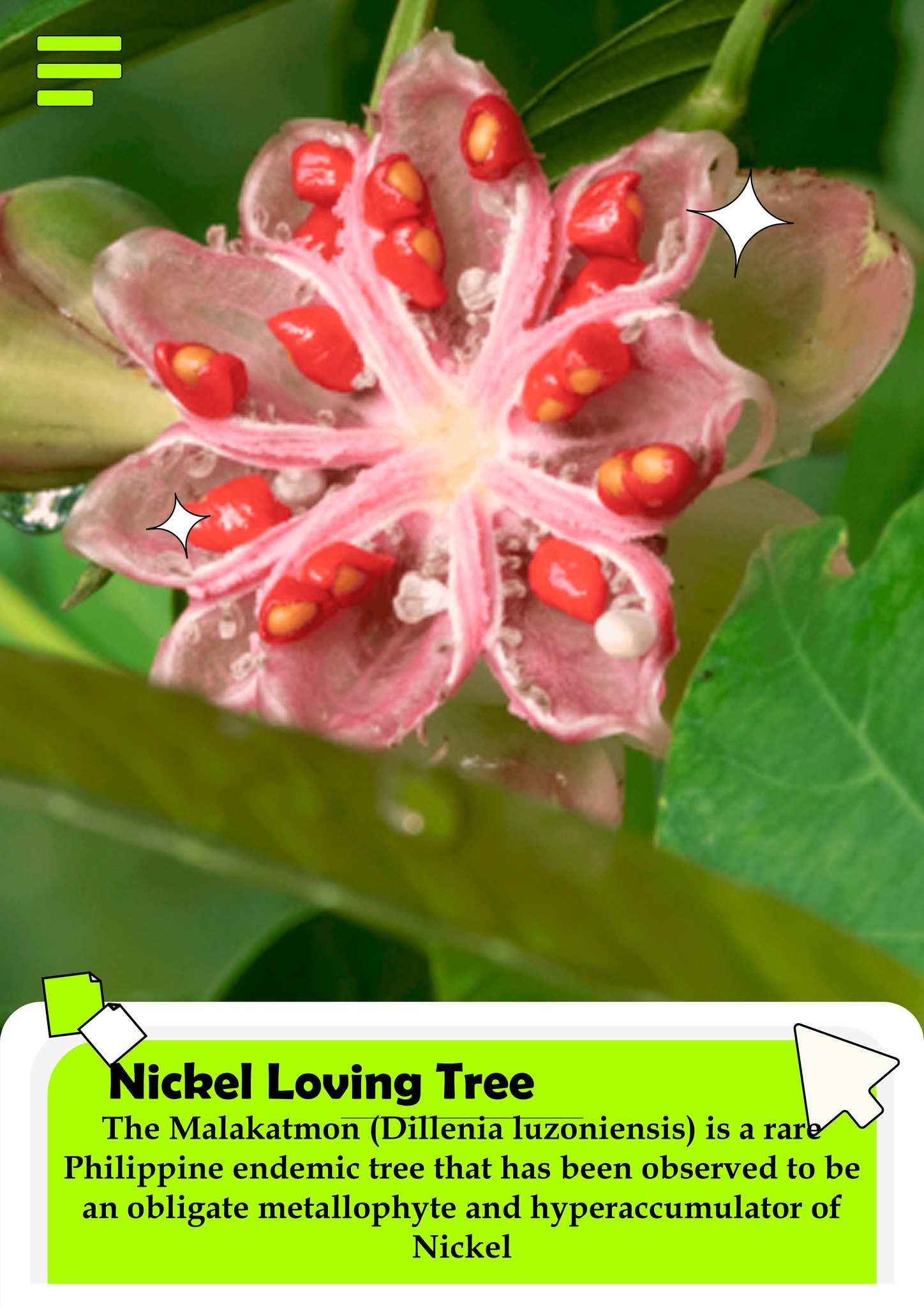 Dose - The Malakatmon (Dillenia luzoniensis) is a rare tree species ...