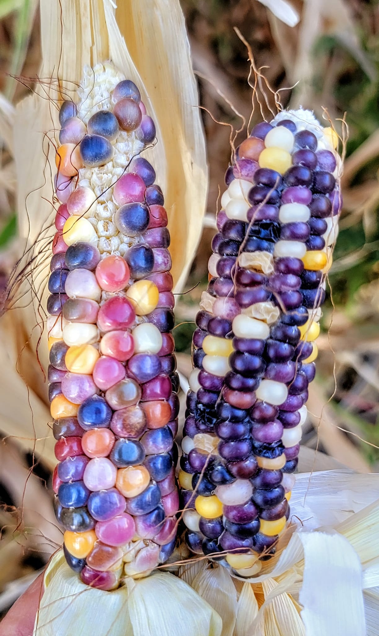 Multicolored flint corn 🌽 ❤️🌵🌽