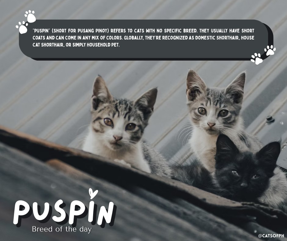 Cats of PH - 💛 No matter the breed, every pet deserves... | Facebook