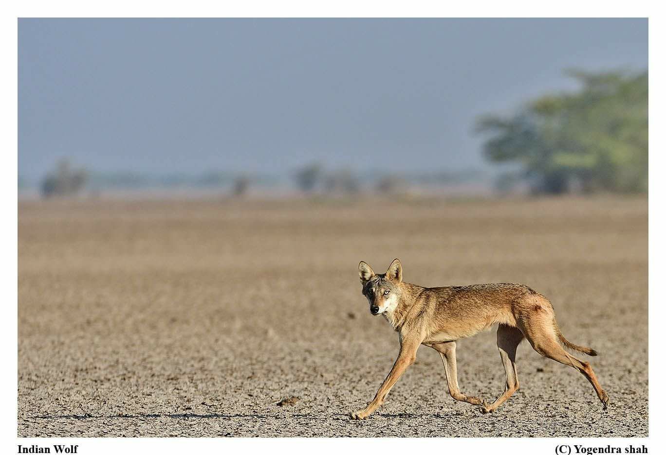 Wild destinations | Rajkot