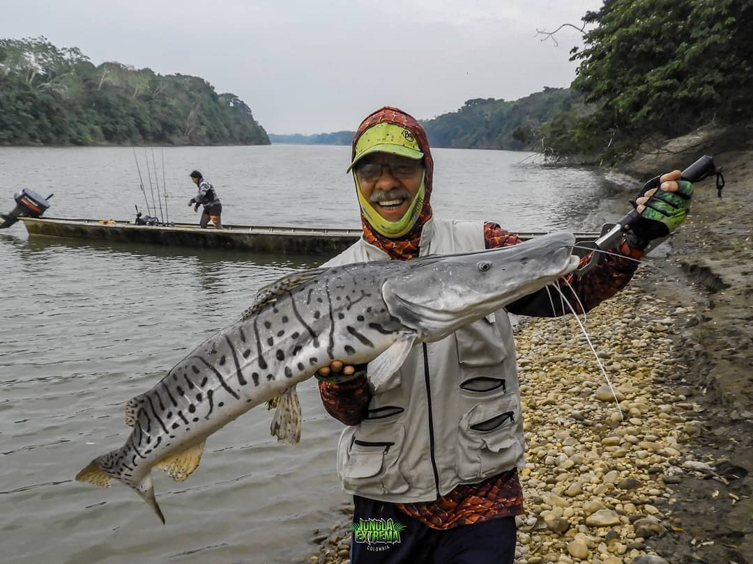 El bagre rayado... - Jungla Extrema Colombia | Facebook