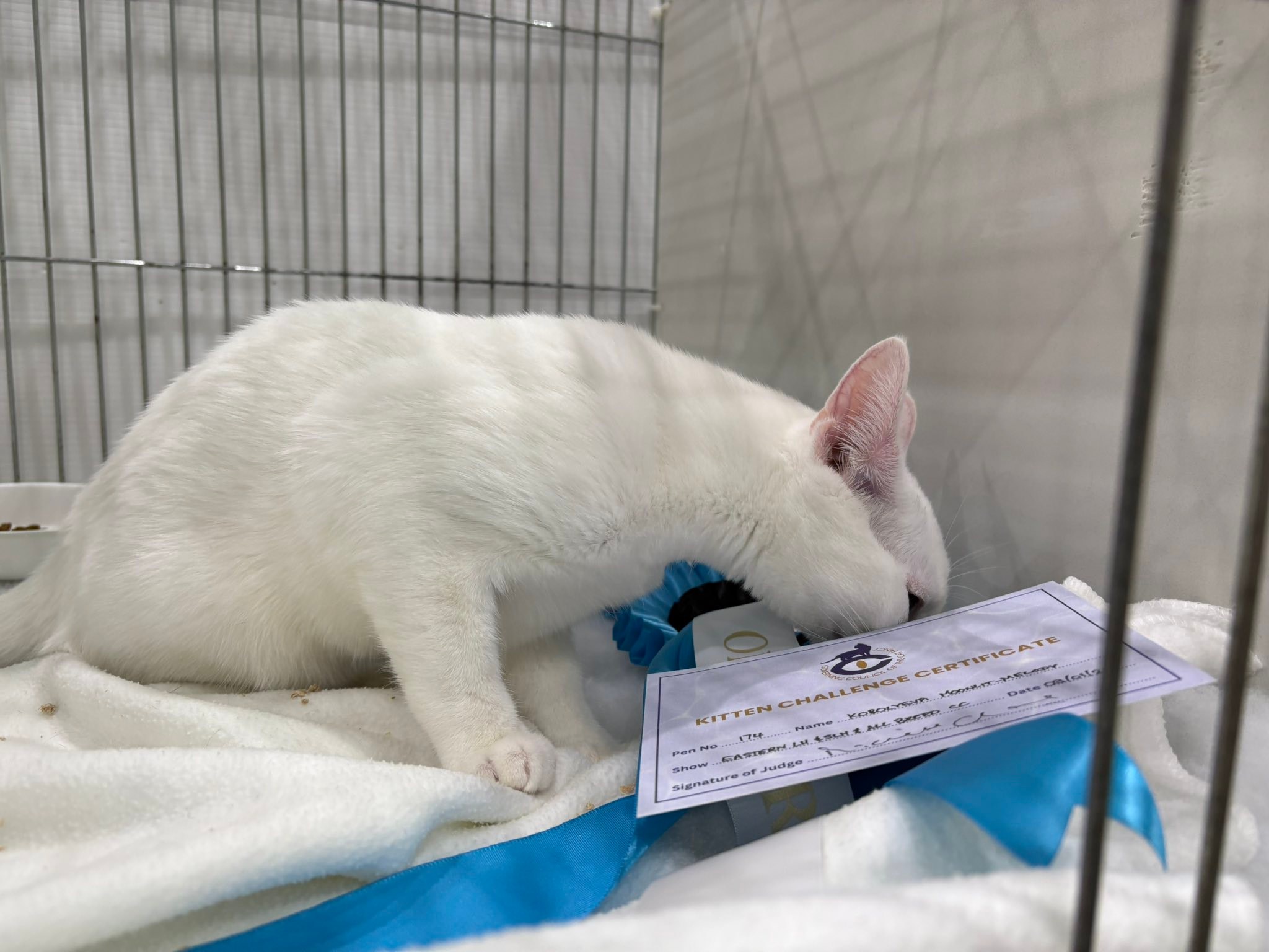 Korolyeva Russian Cats - GCCF Registered | Solihull