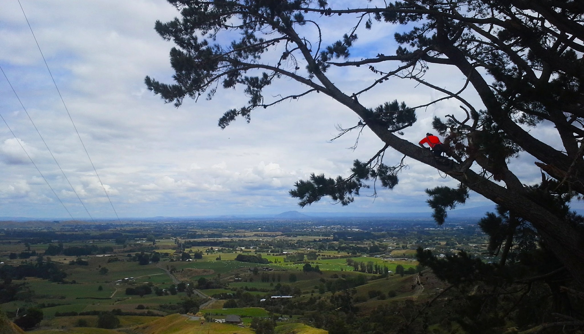 Waikato Tree Services | Te Awamutu
