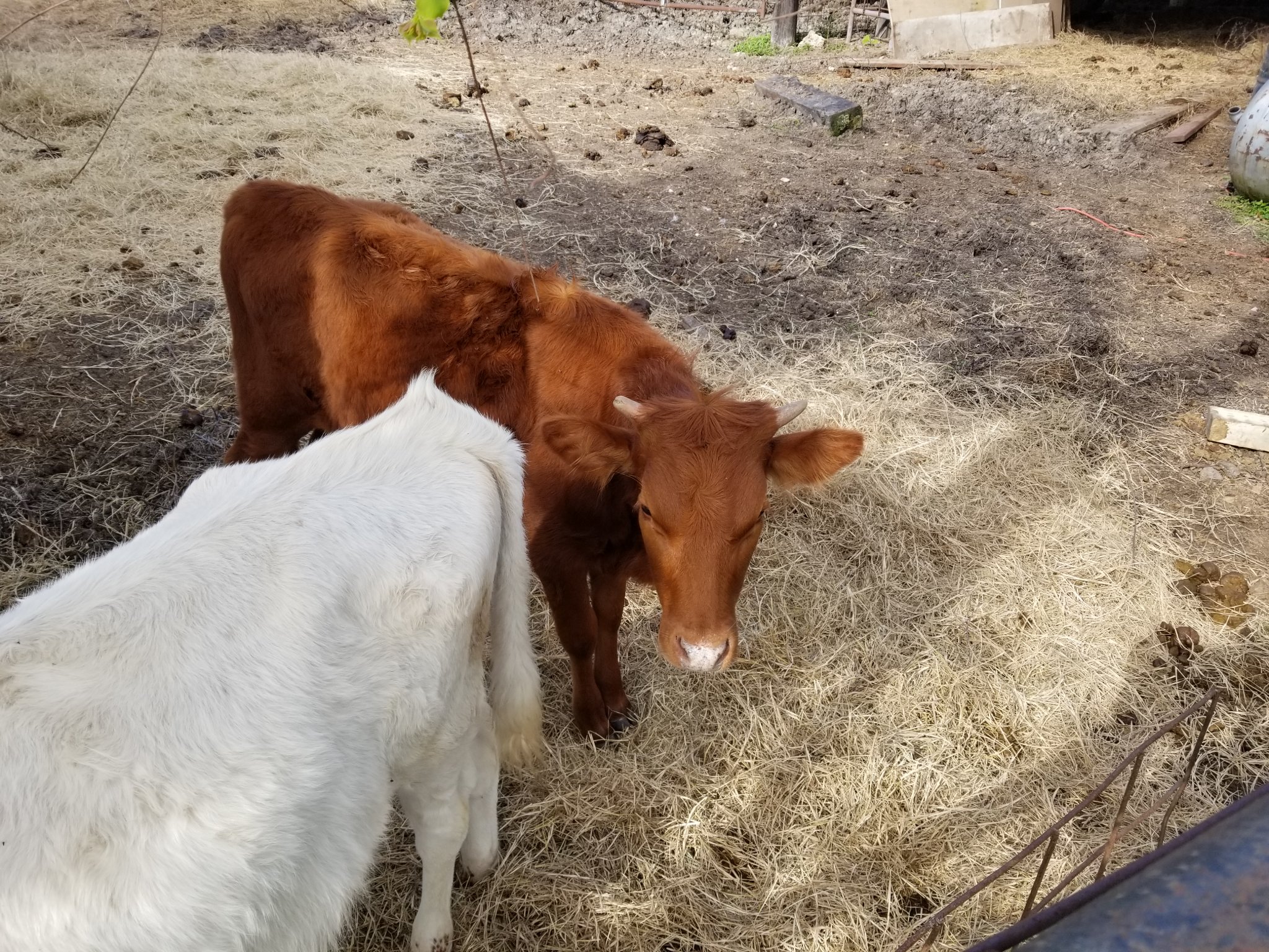 Hay for sale - Miscellaneous - Victoria, Texas | Facebook Marketplace ...