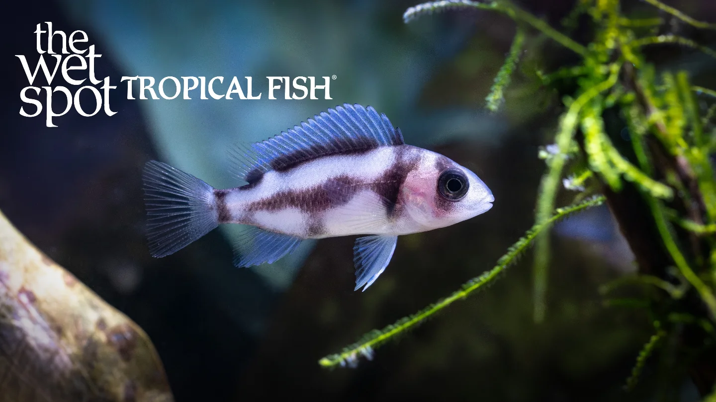 Meet the Black Widow... - The Wet Spot Tropical Fish | Facebook
