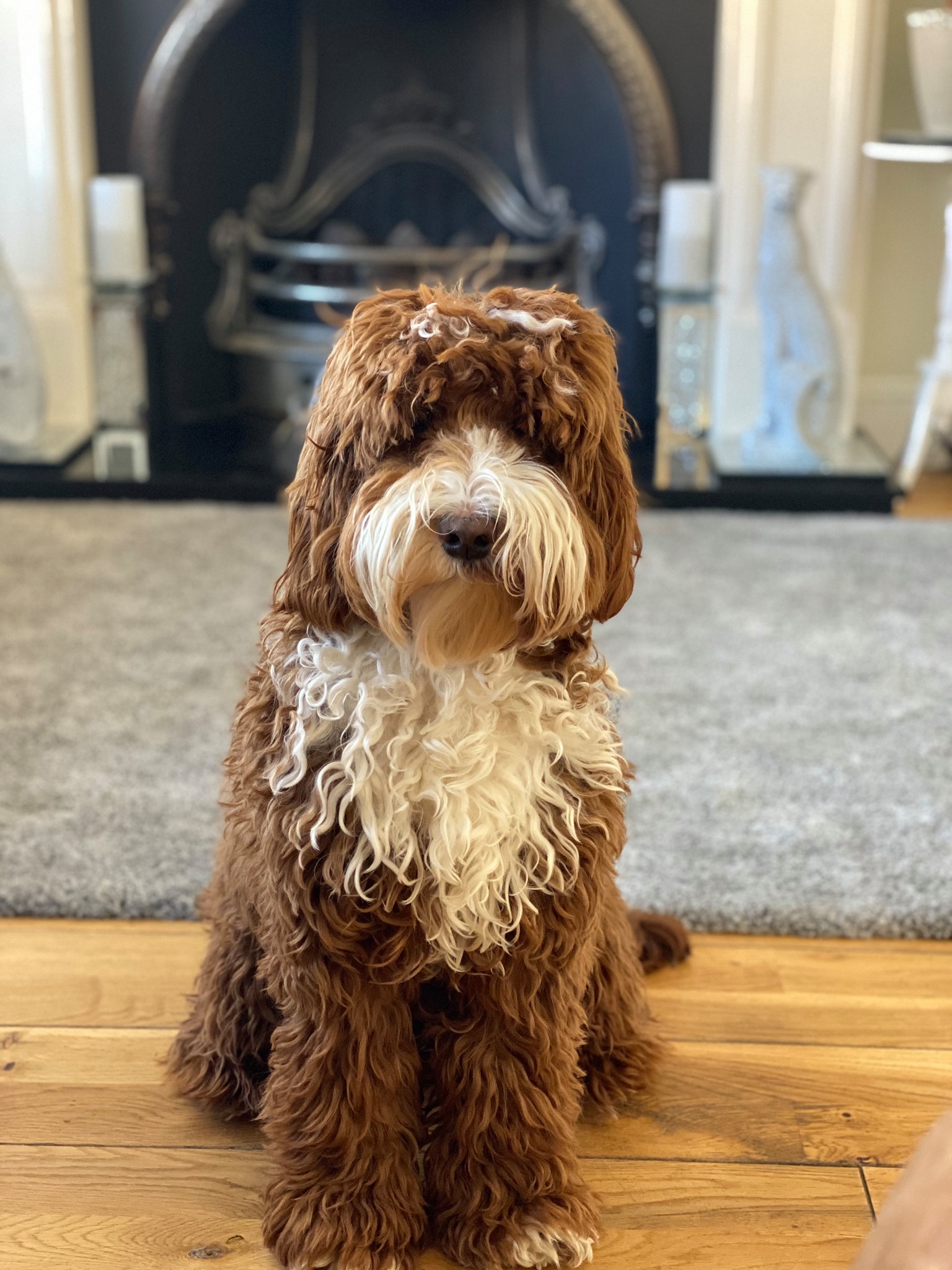 MoCockapoo/chon