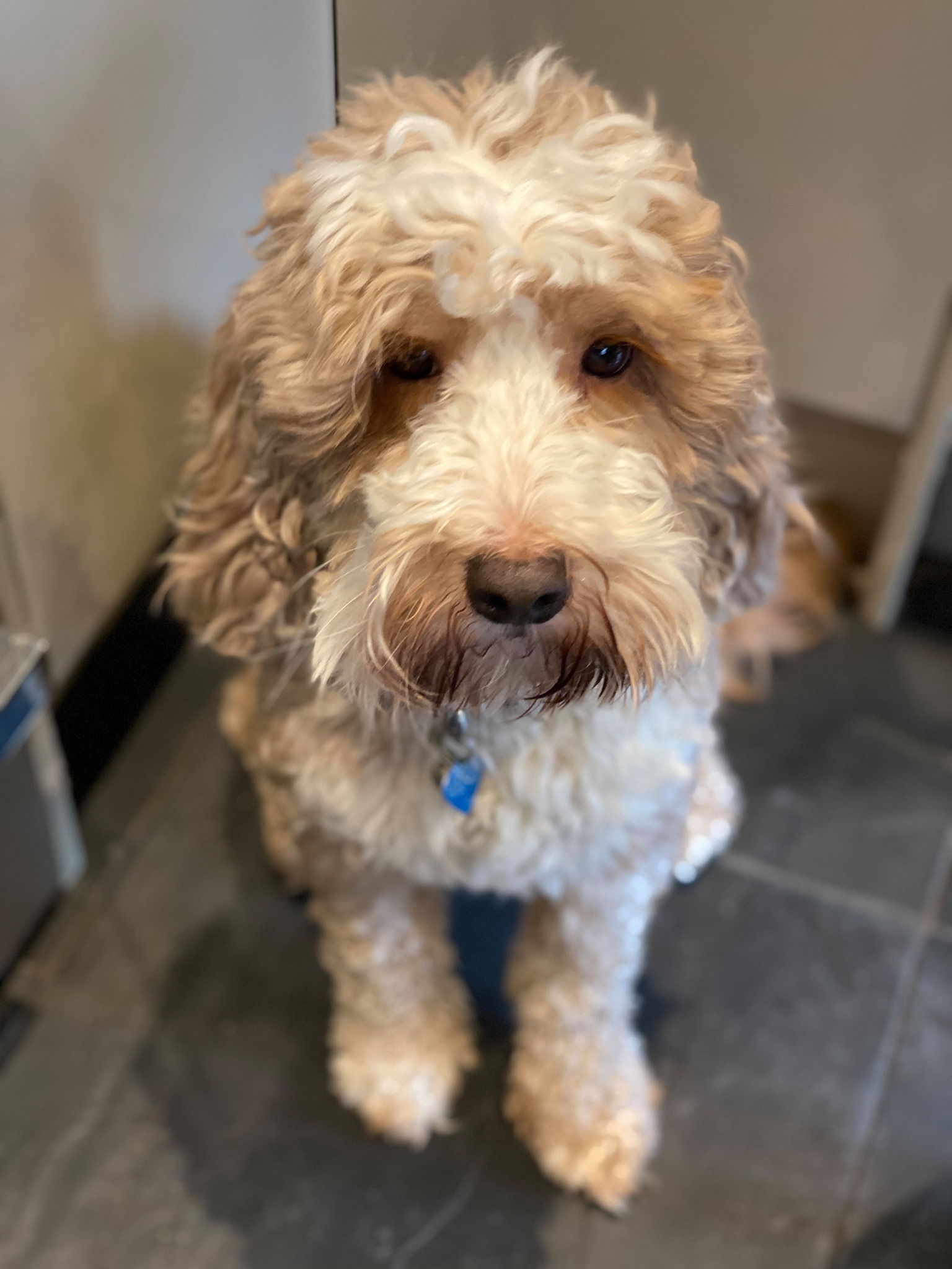 MoCockapoo/chon